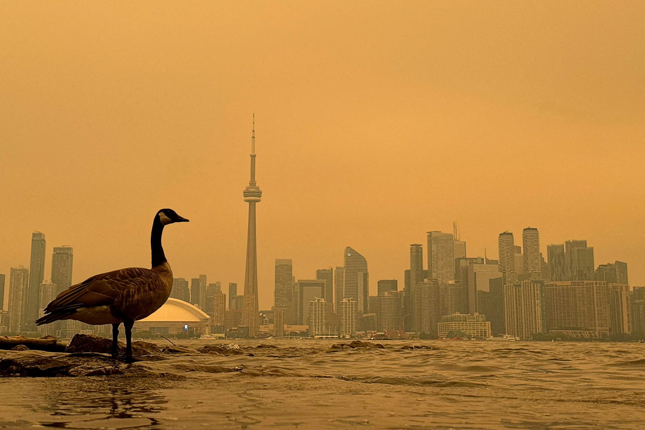 A Canada goose stands on the shoreline of the Toronto Islands on Lake Ontario in Toronto last month. Photo: Reuters
