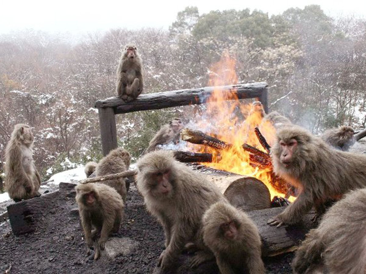 Primates warm themselves by a bonfire at the Japan Monkey Centre. Photo: AichiNow