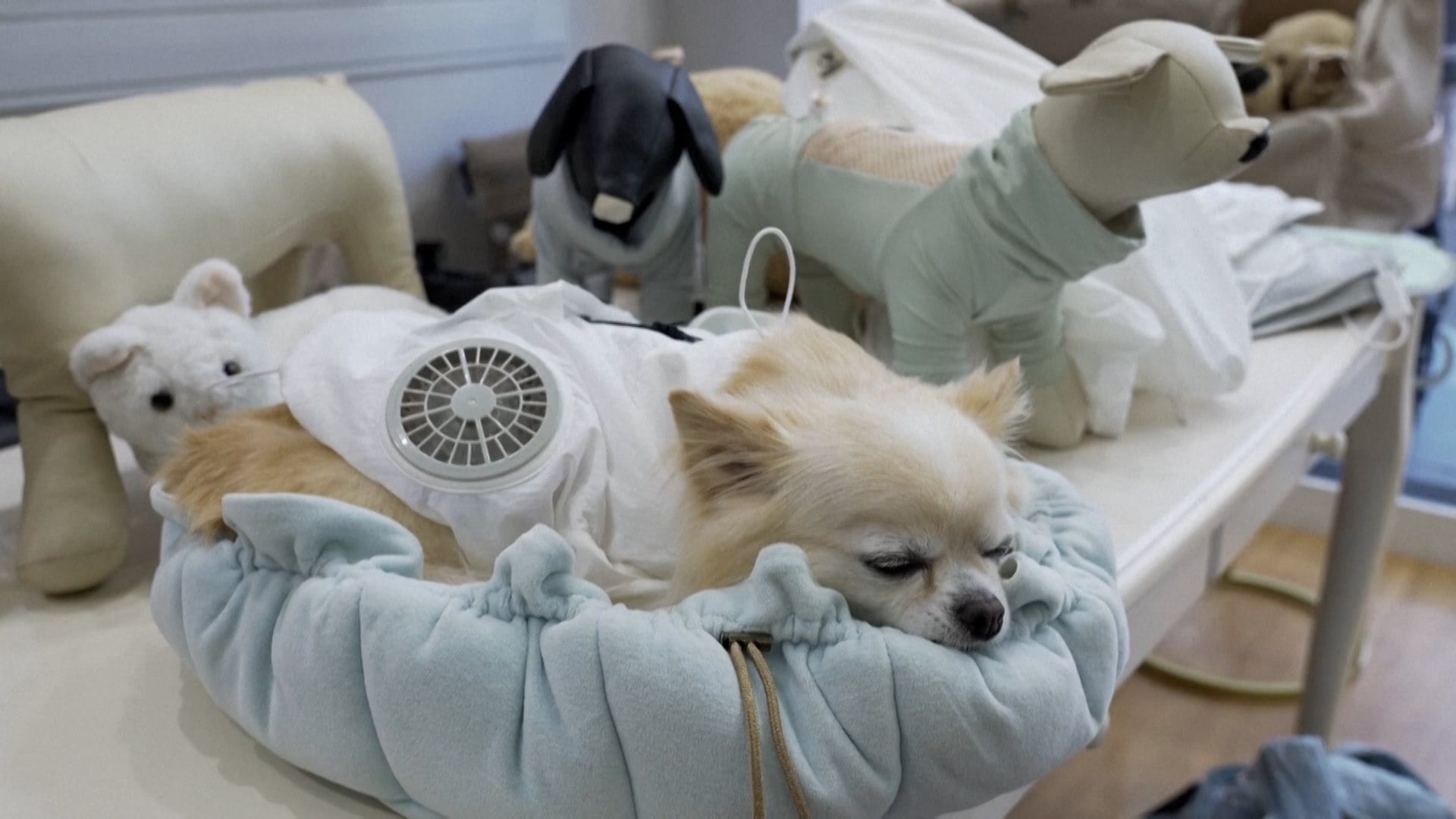 japanese pets wear cooling jackets