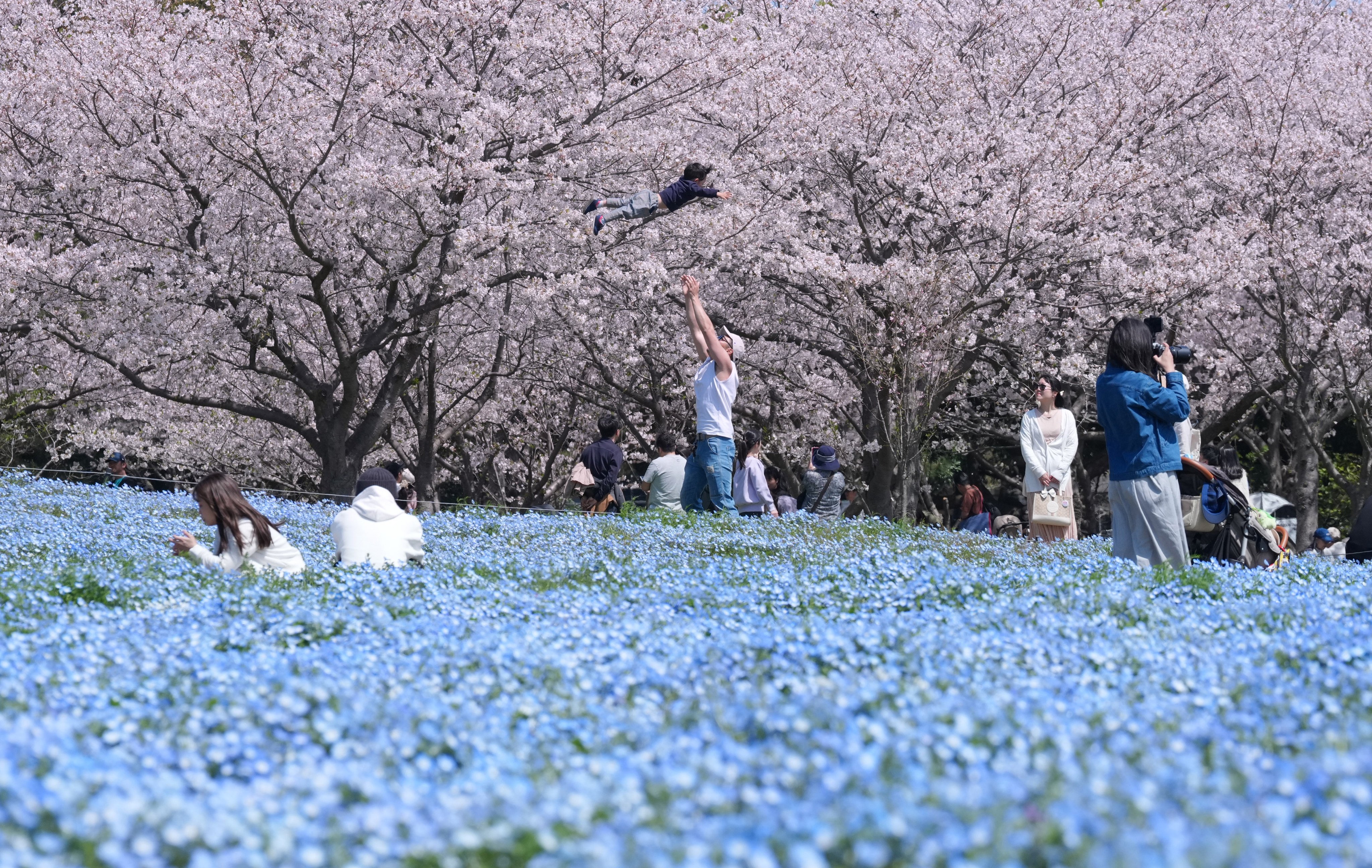 People enjoy the cherry blossom viewing with nemophila at Uminonakamichi Seaside Park in Fukuoka, Japan, in April. Photo: AFP