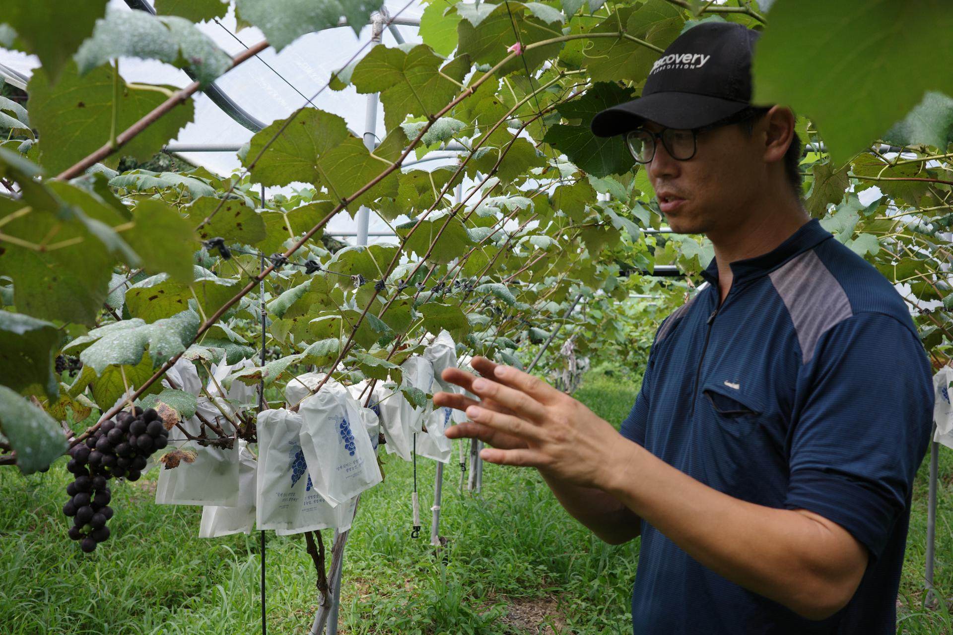 Jeong Gyu-song, who runs the South Korean winery Jeong Ssang-eun Wine, talks about growing grapes organically at his farm in South Gyeongsang province. Photo: The Korea Times
