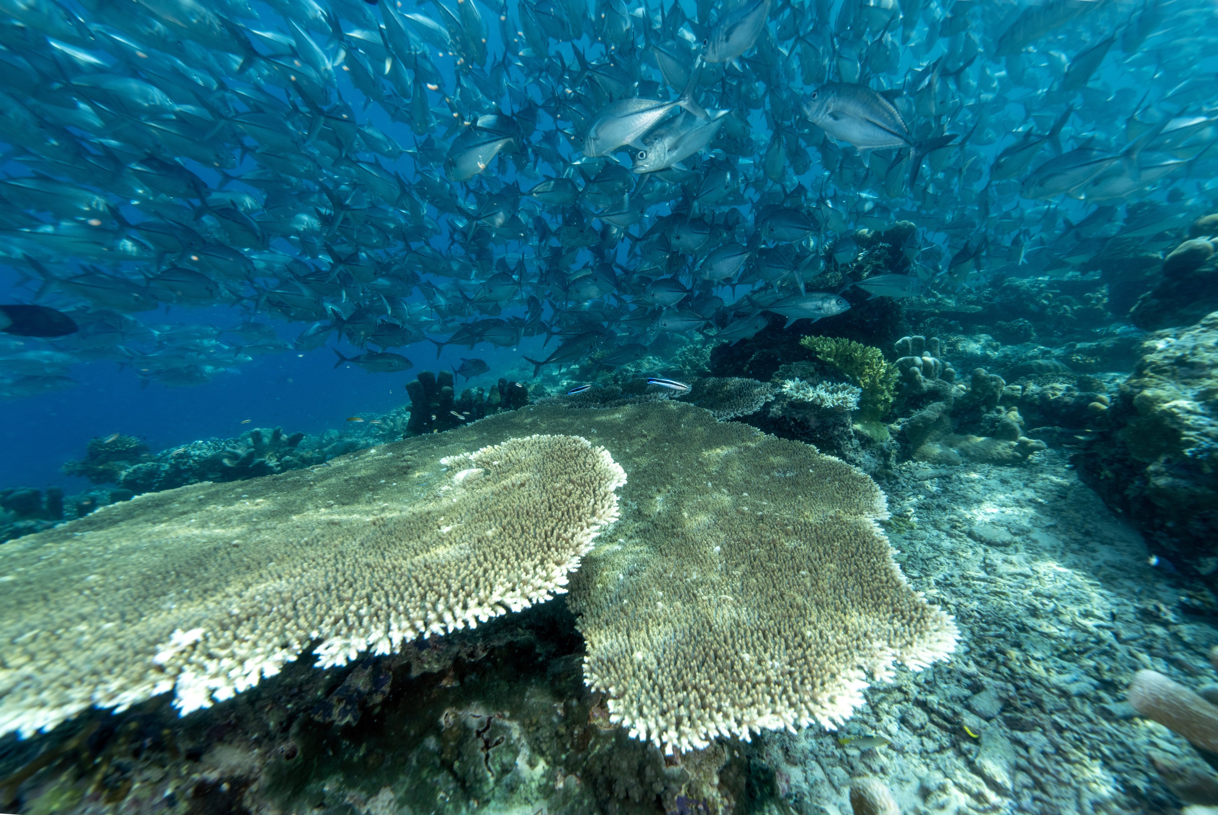 A school of fish swims over a large table coral in the waters off the coast of Malaysia’s Sabah state on June 7. Photo: Anadolu/Getty Images
