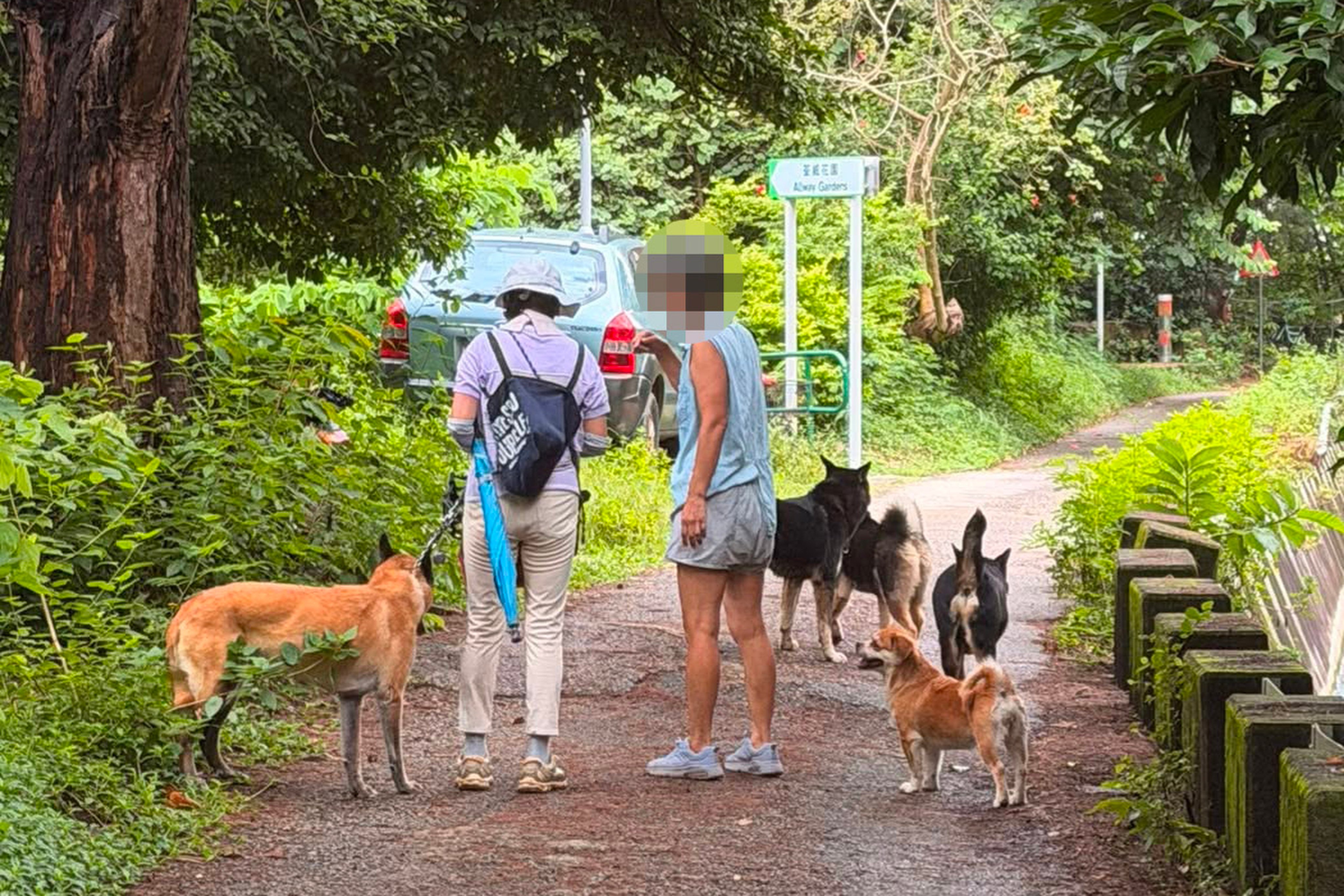 An image from user Terrance Chan’s social media post, which shows the four unleashed dogs that allegedly attacked his pet. Photo: Facebook
