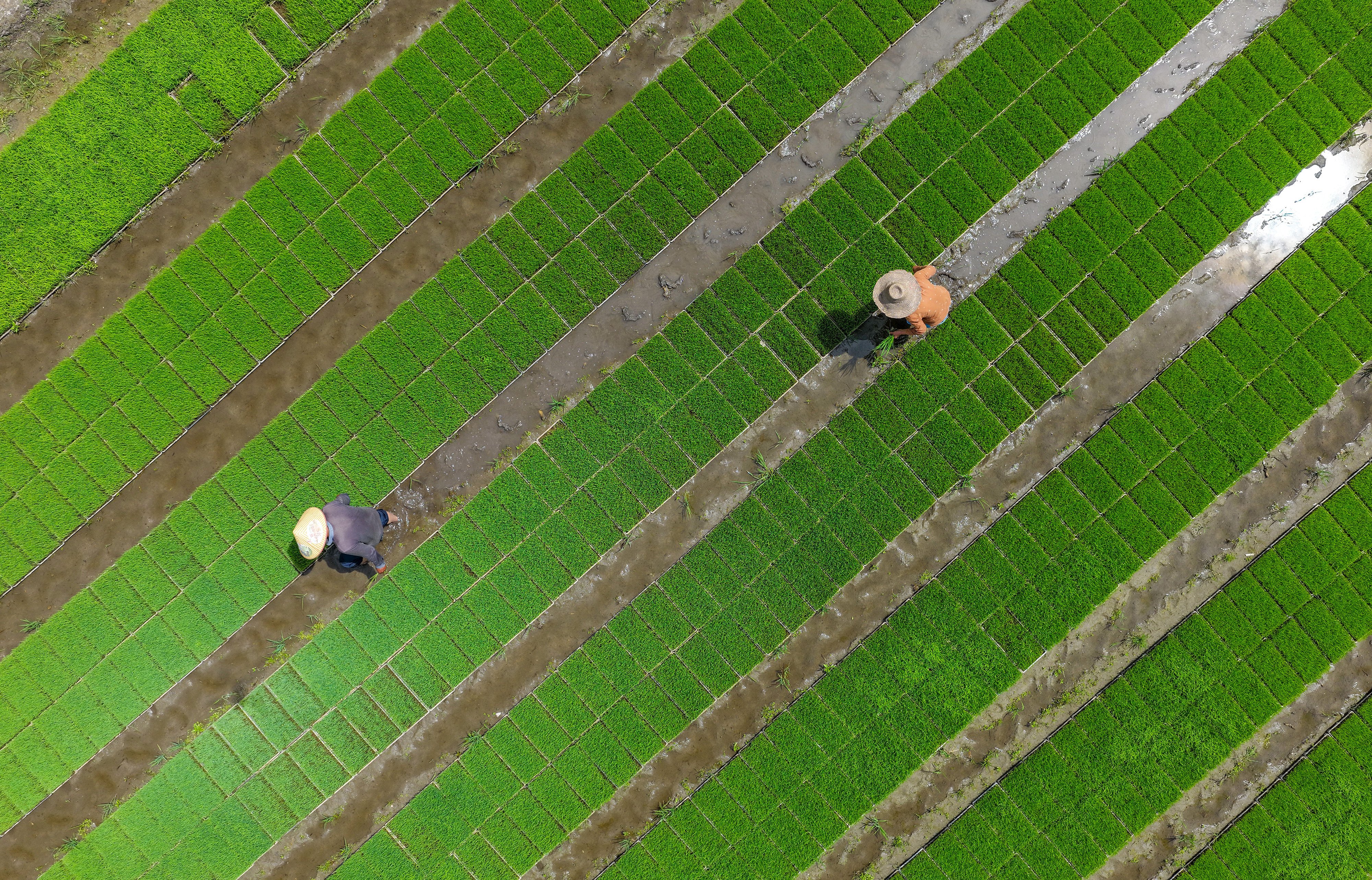 Villagers work in rice paddies at a farm in Anhui province on May 18. Photo: Getty Images