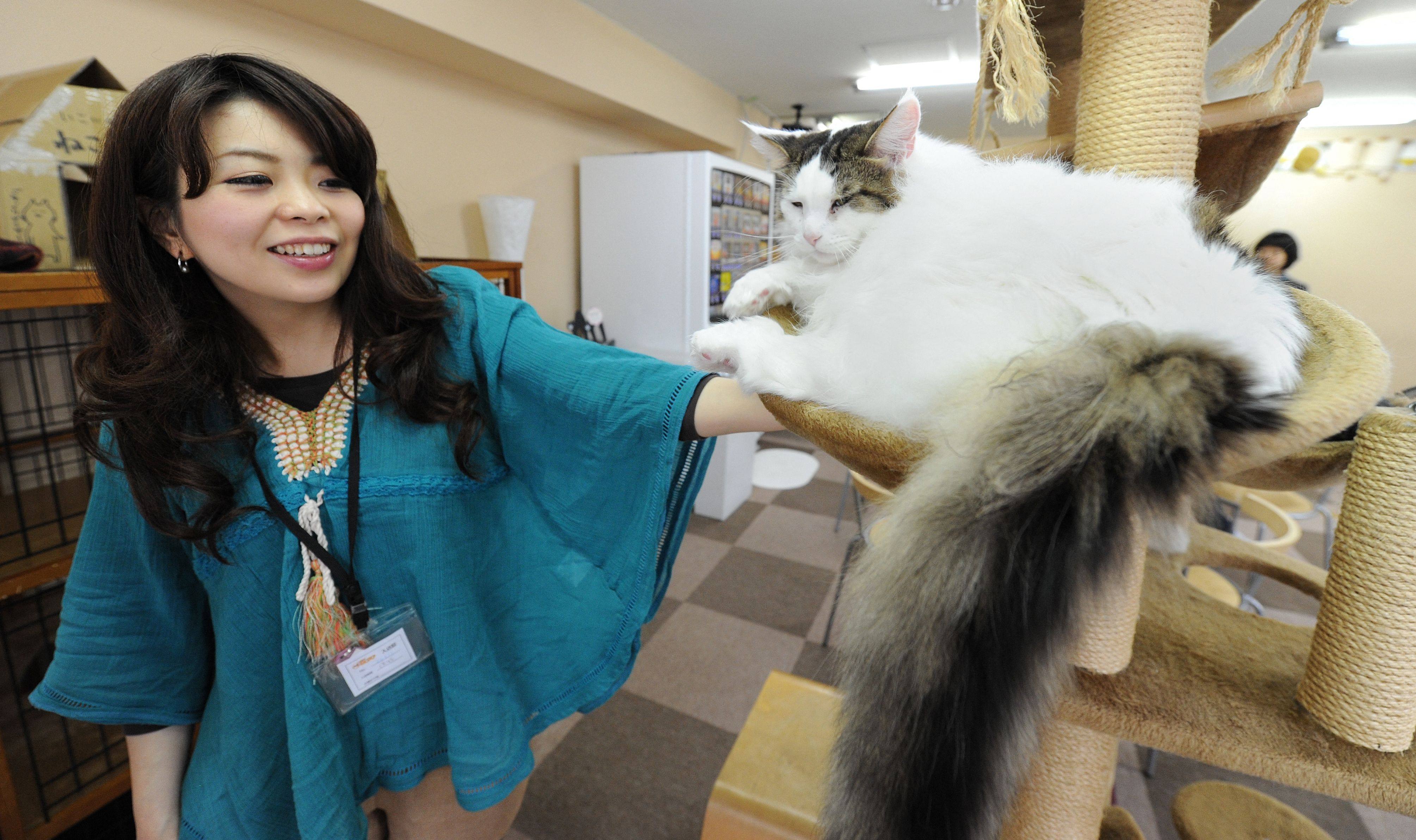 A Japanese woman plays with an inhabitant of a cat cafe in Tokyo in February 2012. Japan plans to probe popular animal cafes following concerns about hygiene and animal welfare. Photo: AFP