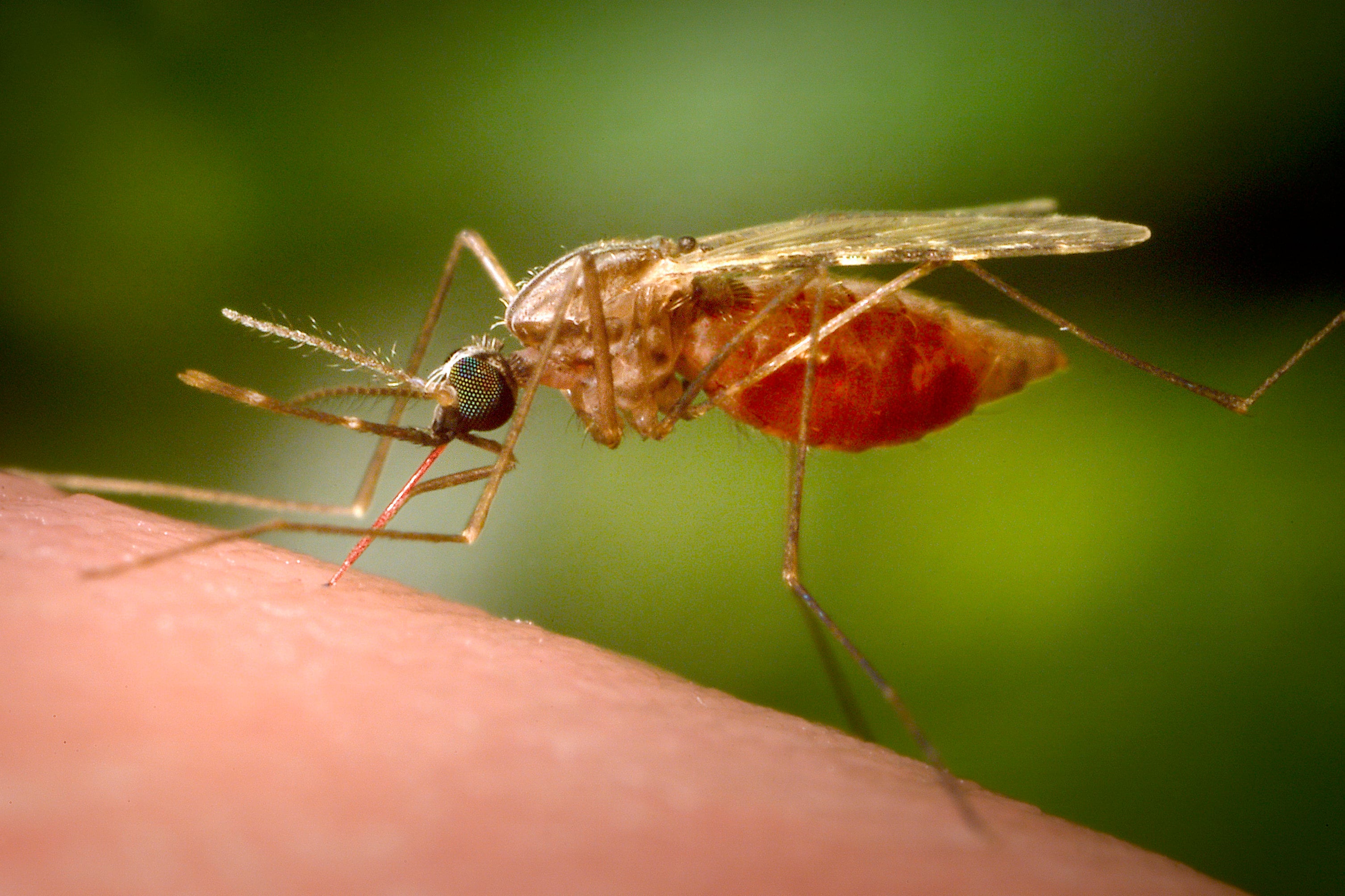 A feeding female Anopheles funestus mosquito is seen in a 2014 image. Photo: CDC via AP