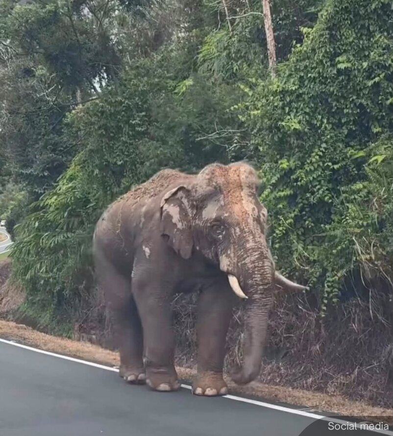 Sulong walks along a road on his 100km journey back home in August. Photo: X/jjhwonu