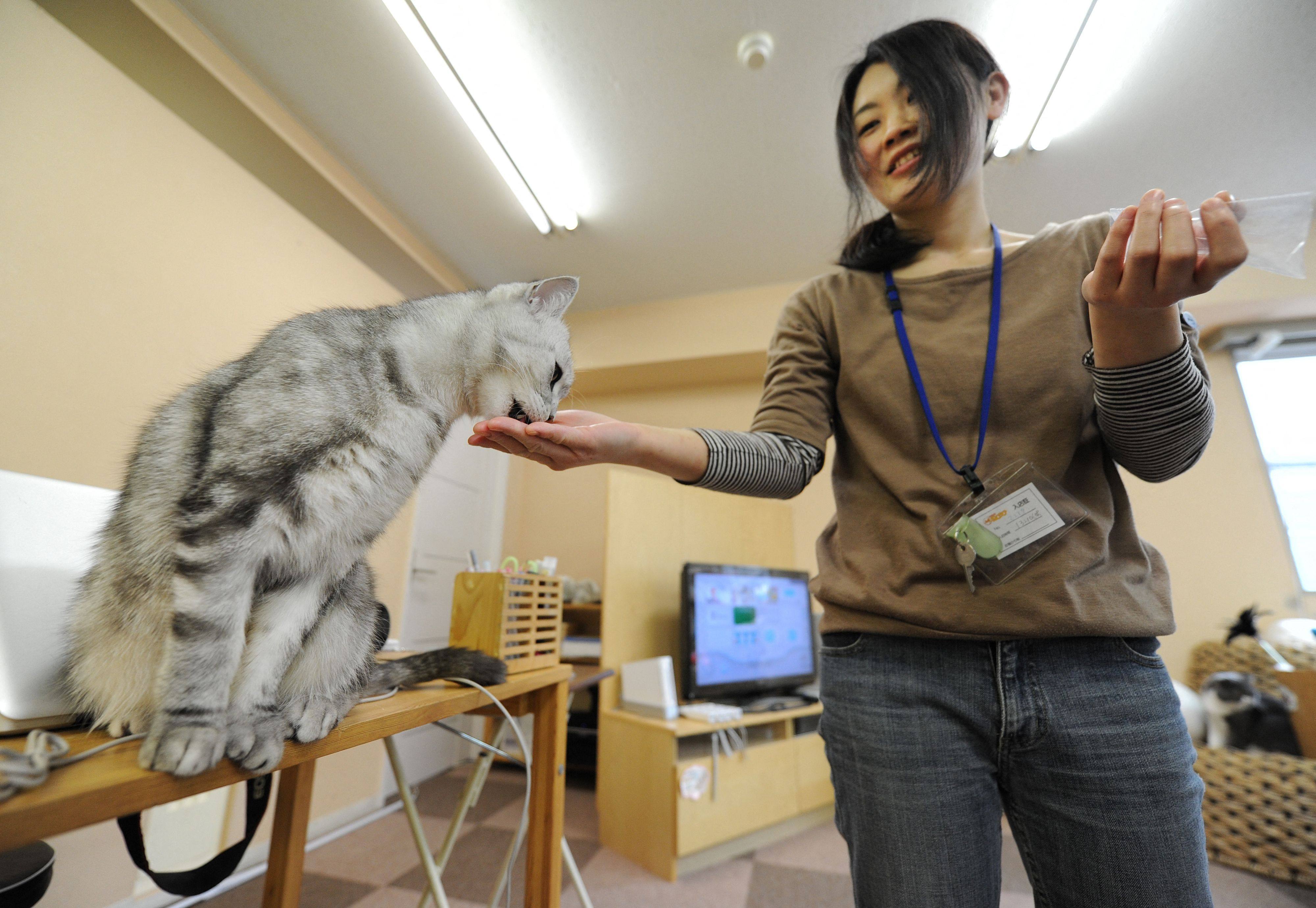 A woman gives treats to a cat at a cafe in Tokyo on February 23, 2012. Photo: AFP