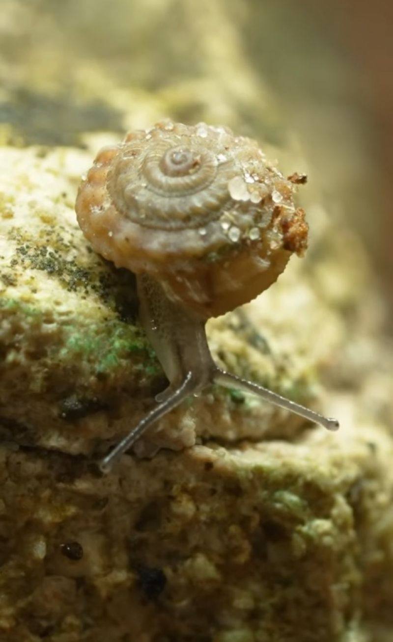 Tiny snails were saved from extinction and returned to Madeira’s Deserta Islands, thanks to a breeding programme by Chester Zoo and ZooParc de Beauval. Photo: Instagram/ChesterZoo