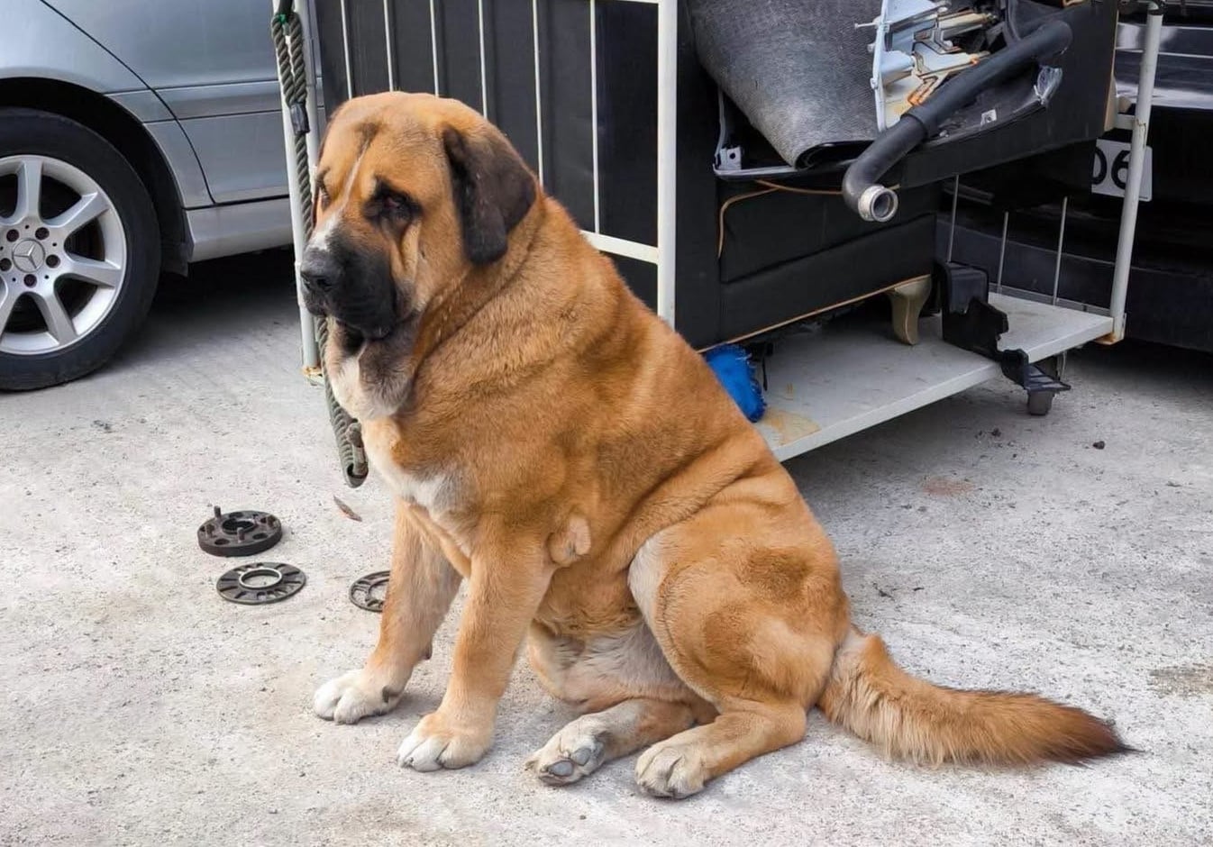 Hong Kong is clamping down on careless dog owners, following a string of dog attacks, including the death of two smaller animals in Yuen Long last week. Photo: Handout