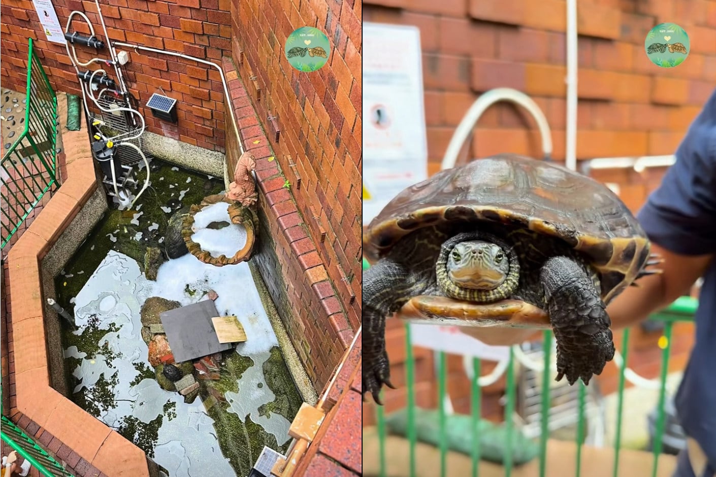 A large amount of foam was found in a pond (left) at the Kam Ying Court estate, harming its turtles and killing a catfish. Photo: Facebook/The Turtle’s Inn’s Post
