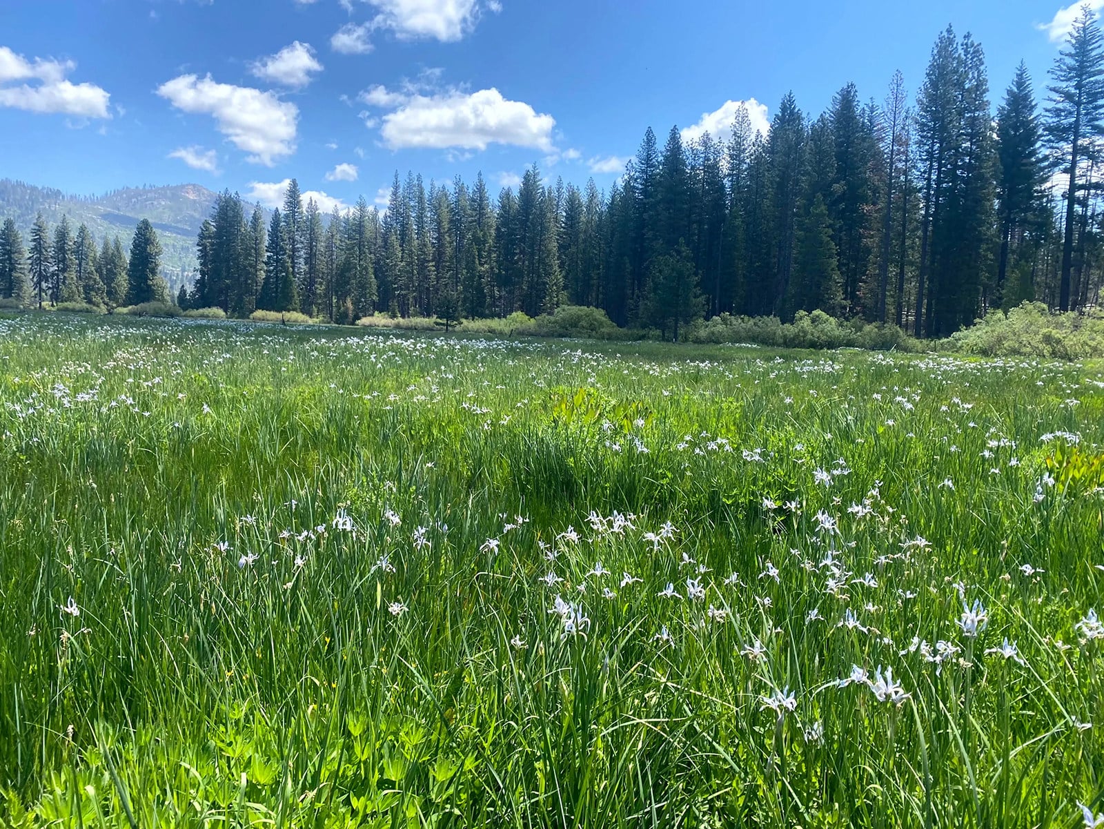 Wild irises bloom at Ackerson Meadow in Yosemite National Park, in spring 2023. Photo: National Park Service/TNS