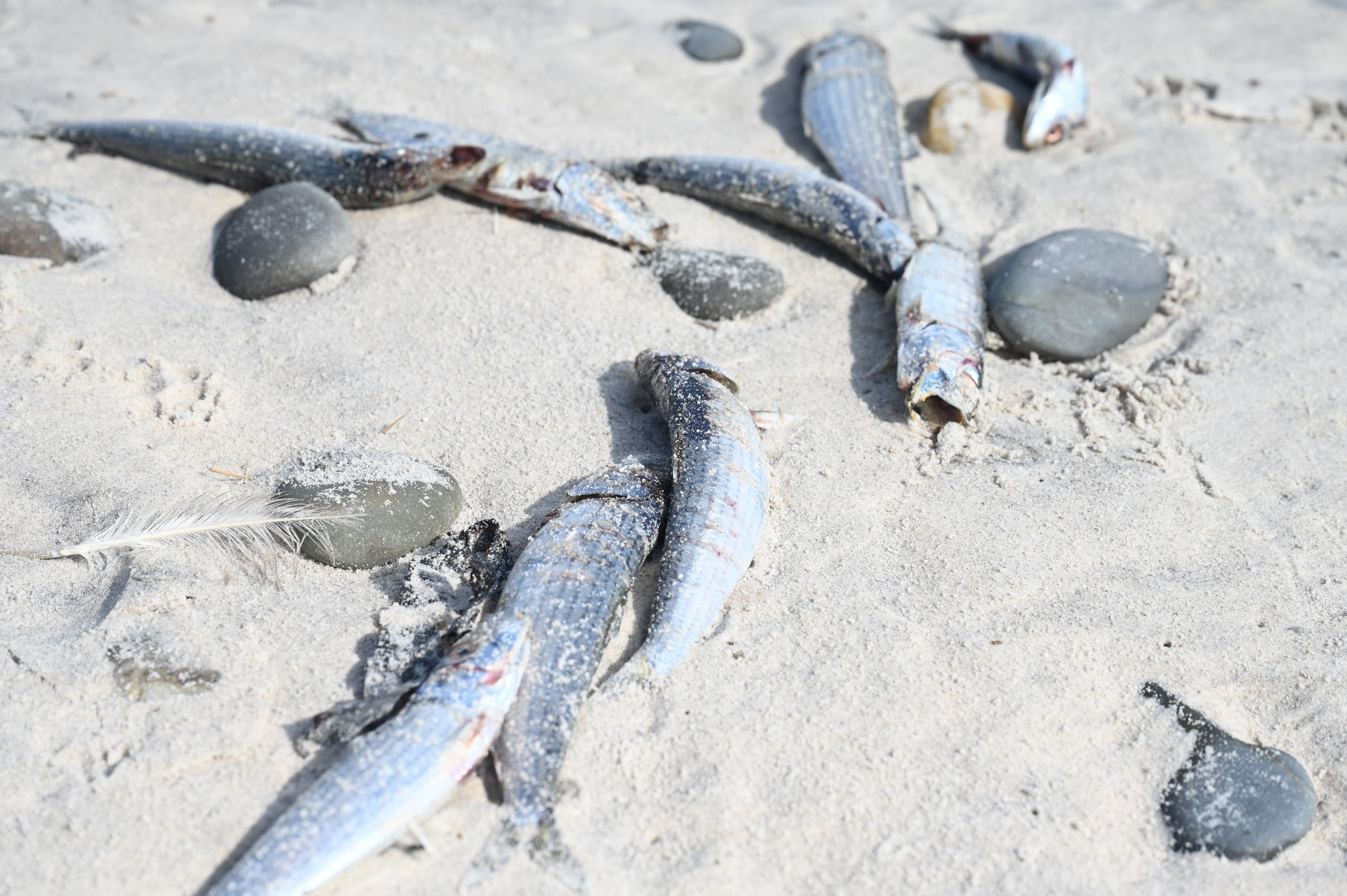 Dead sardines washed up at a beach in Cape Town, South Africa on August 16. Photo: Xinhua