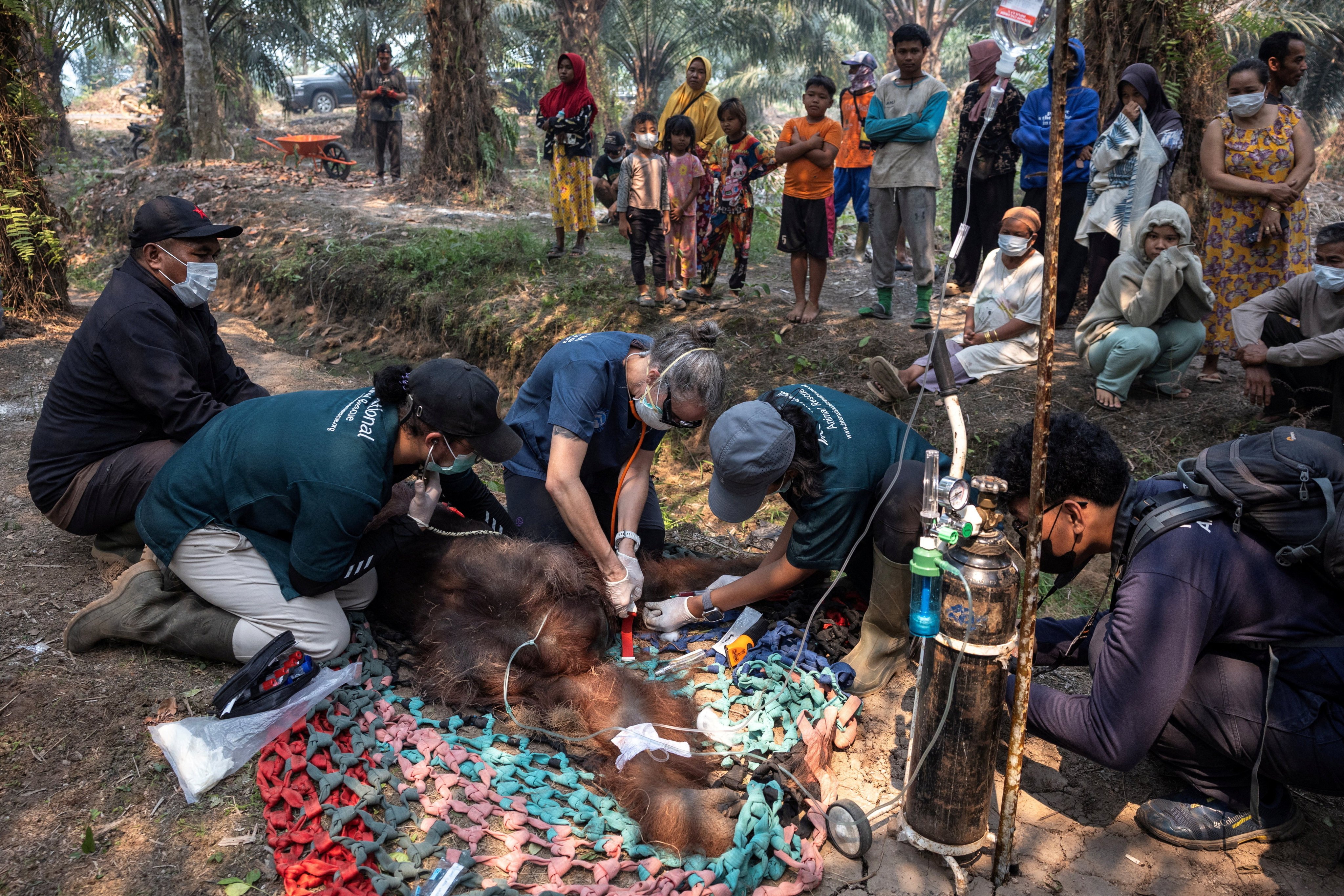 Veterinarians treat an orangutan named Sampurna during a rescue operation at a palm-oil plantation near an area affected by wildfires, in Kuala Satong village, Ketapang regency, West Kalimantan province, Indonesia, on Sunday. Photo: Reuters