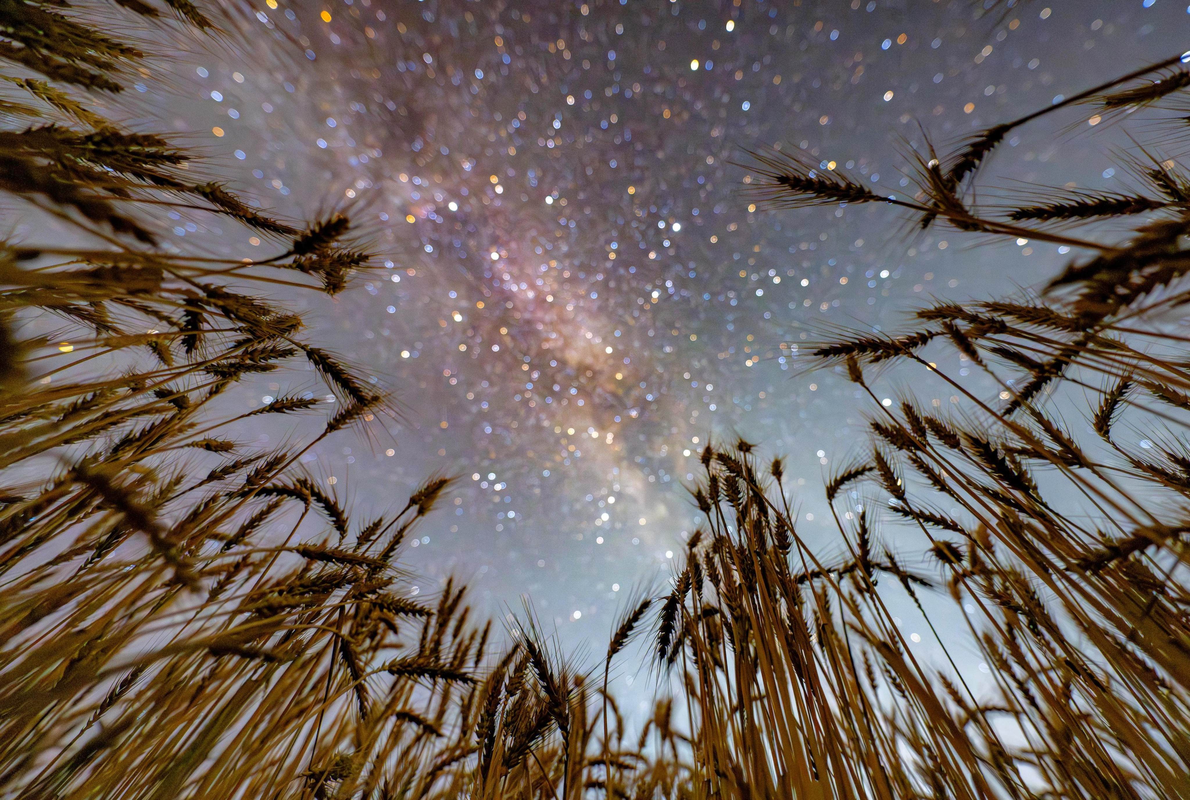 Wheat grows under starry sky in Heilongjiang province. Photo: Xinhua