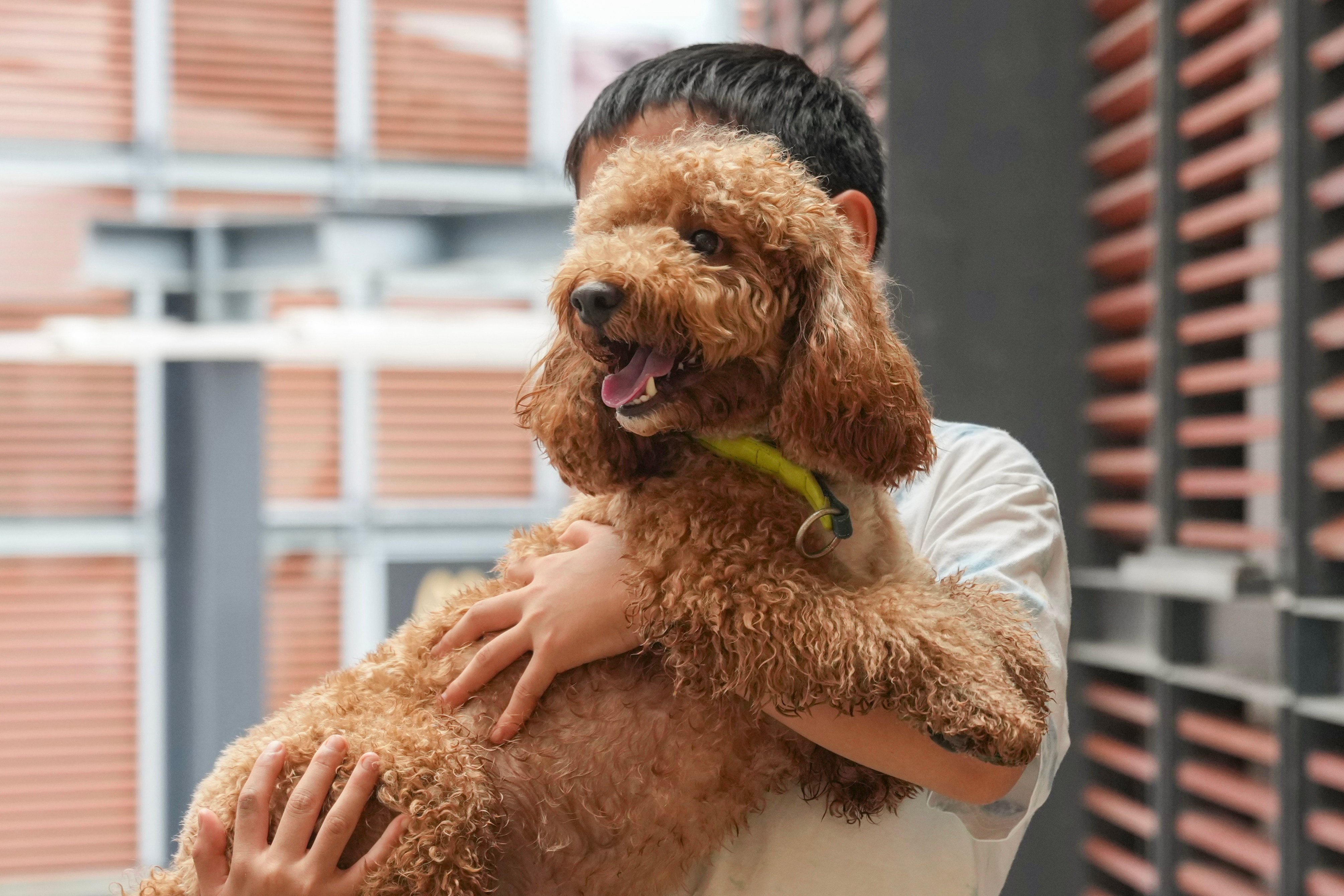 A boy carries his dog at Stanley Plaza. Photo: Karma Lo