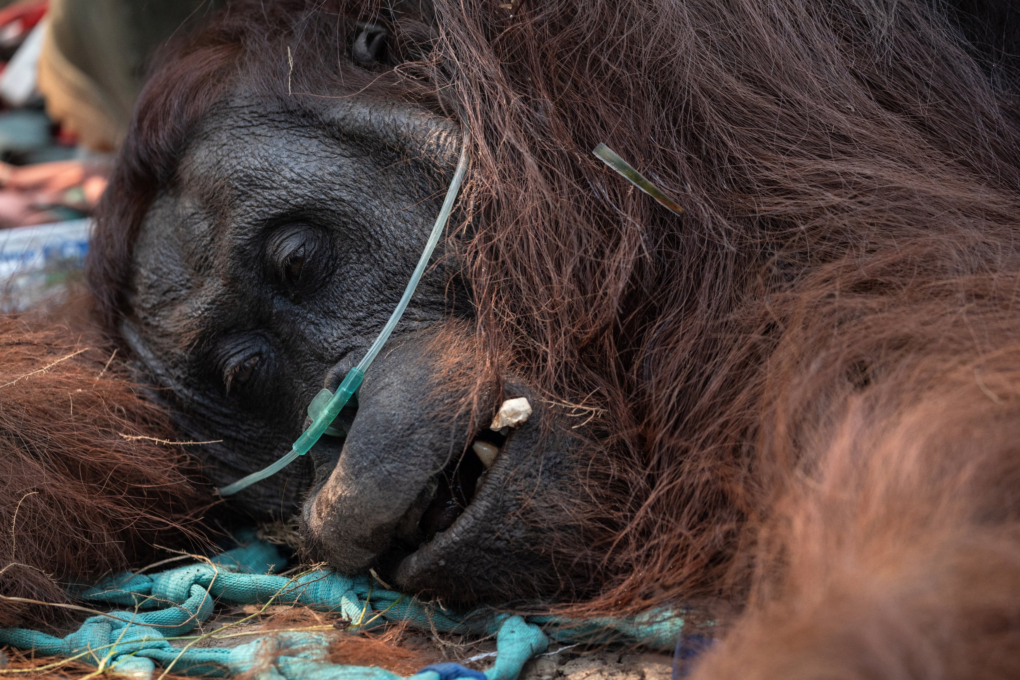 An orangutan, named Sampurna, receives emergency treatments after being rescued, at a palm-oil plantation near an area affected by wildfires, in Kuala Satong village, Ketapang regency, West Kalimantan province, Indonesia, August 30, 2026. REUTERS/Willy Kurniawan