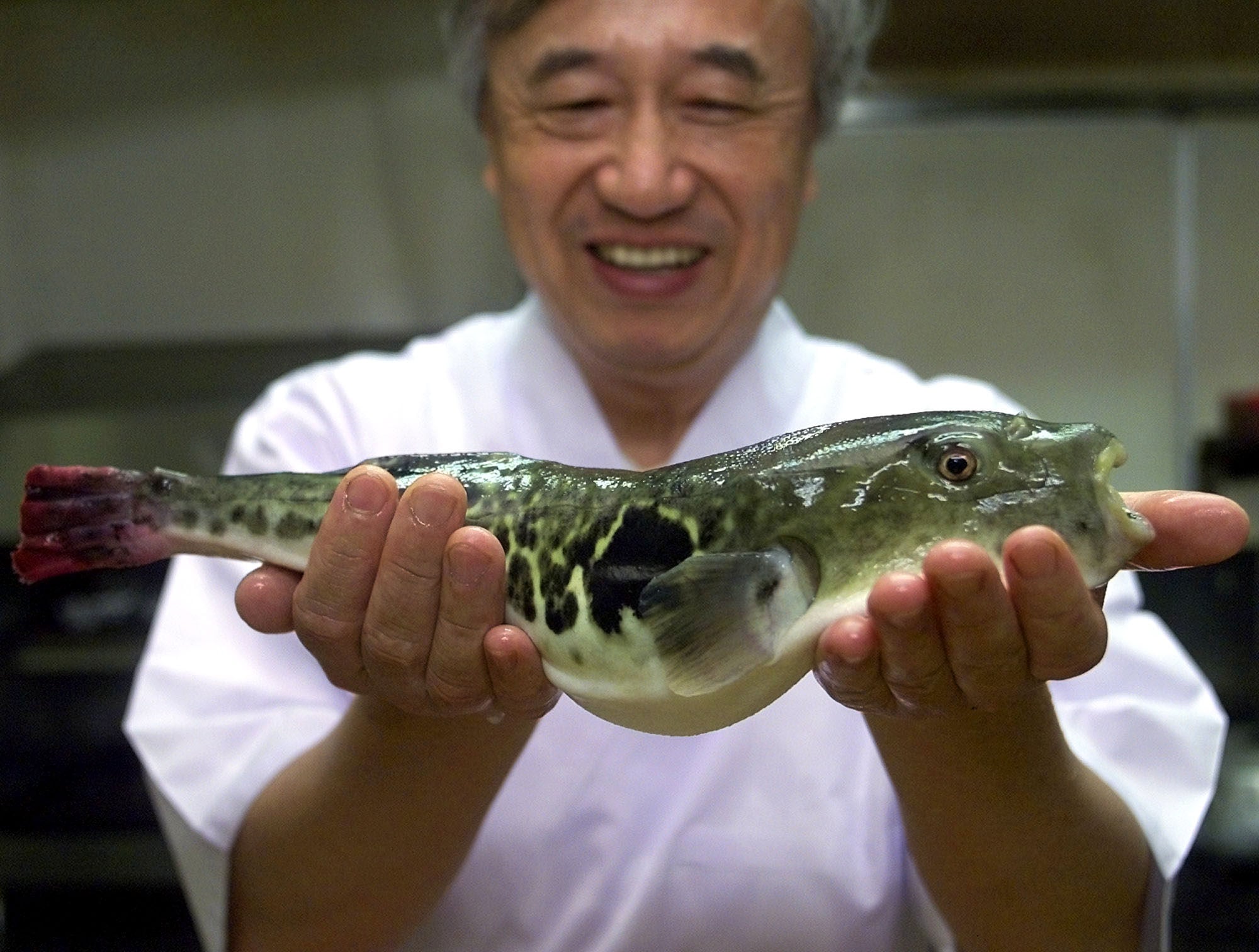 A restaurateur shows off a “fugu”, or pufferfish, at a restaurant in Shimonoseki, Japan. Photo: AP