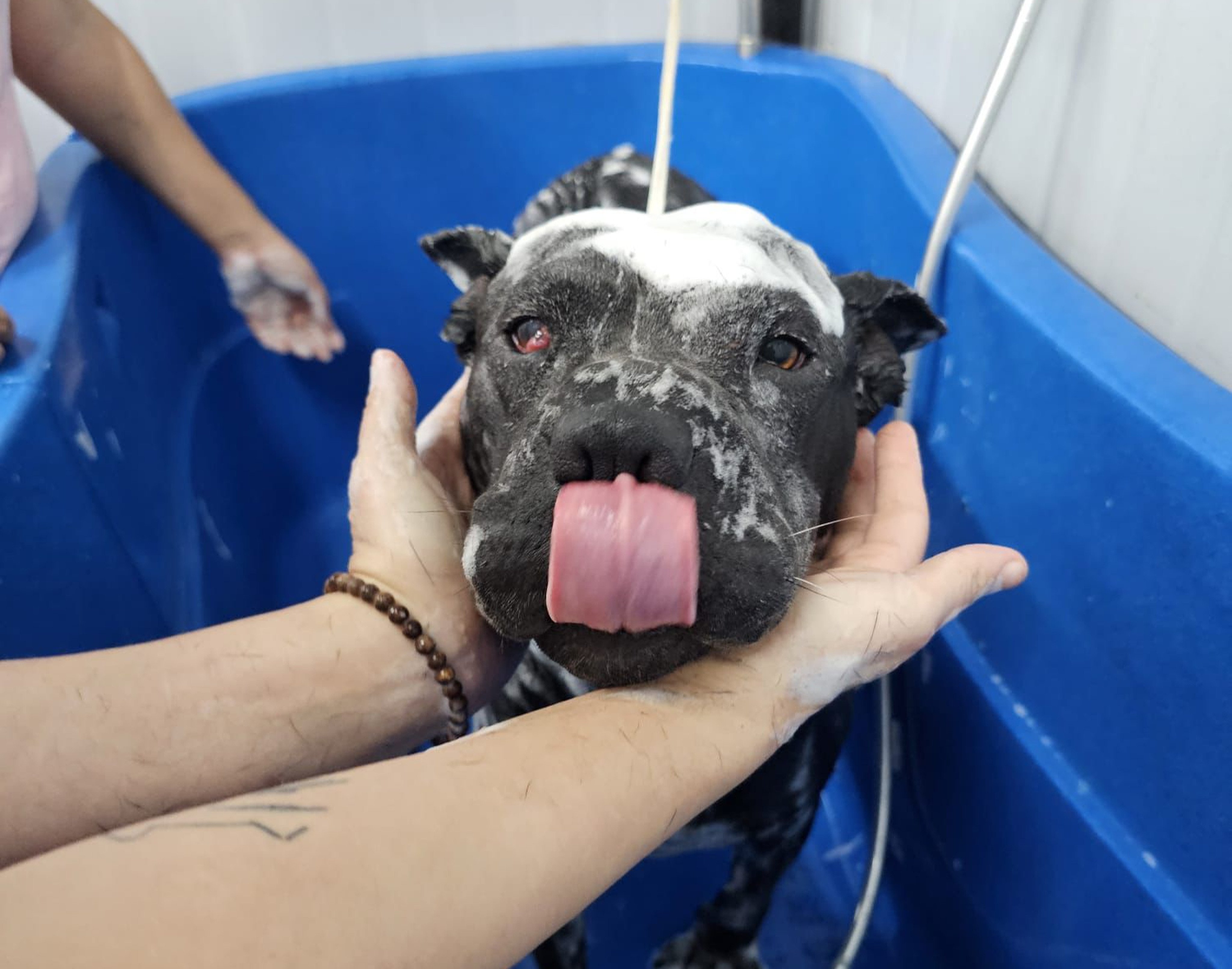 Bowie, formerly known as Bobo, was relinquished after authorities classified her as a fighting breed. Photo: The Love Adopt Animal Society