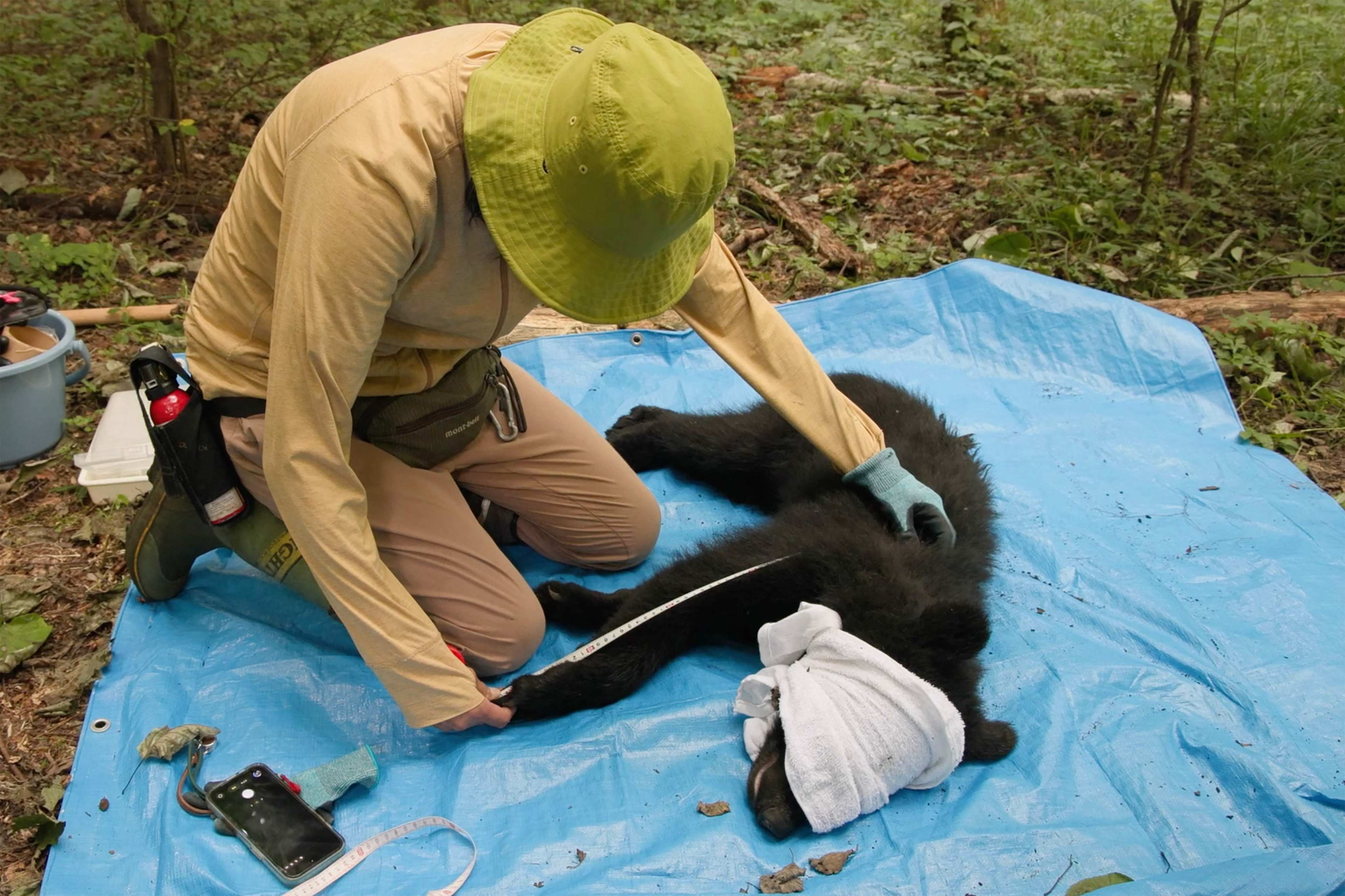 Wild bear expert Akiko Takii collects blood and fur samples from a tranquilised female black bear on July 14. Photo: AFP