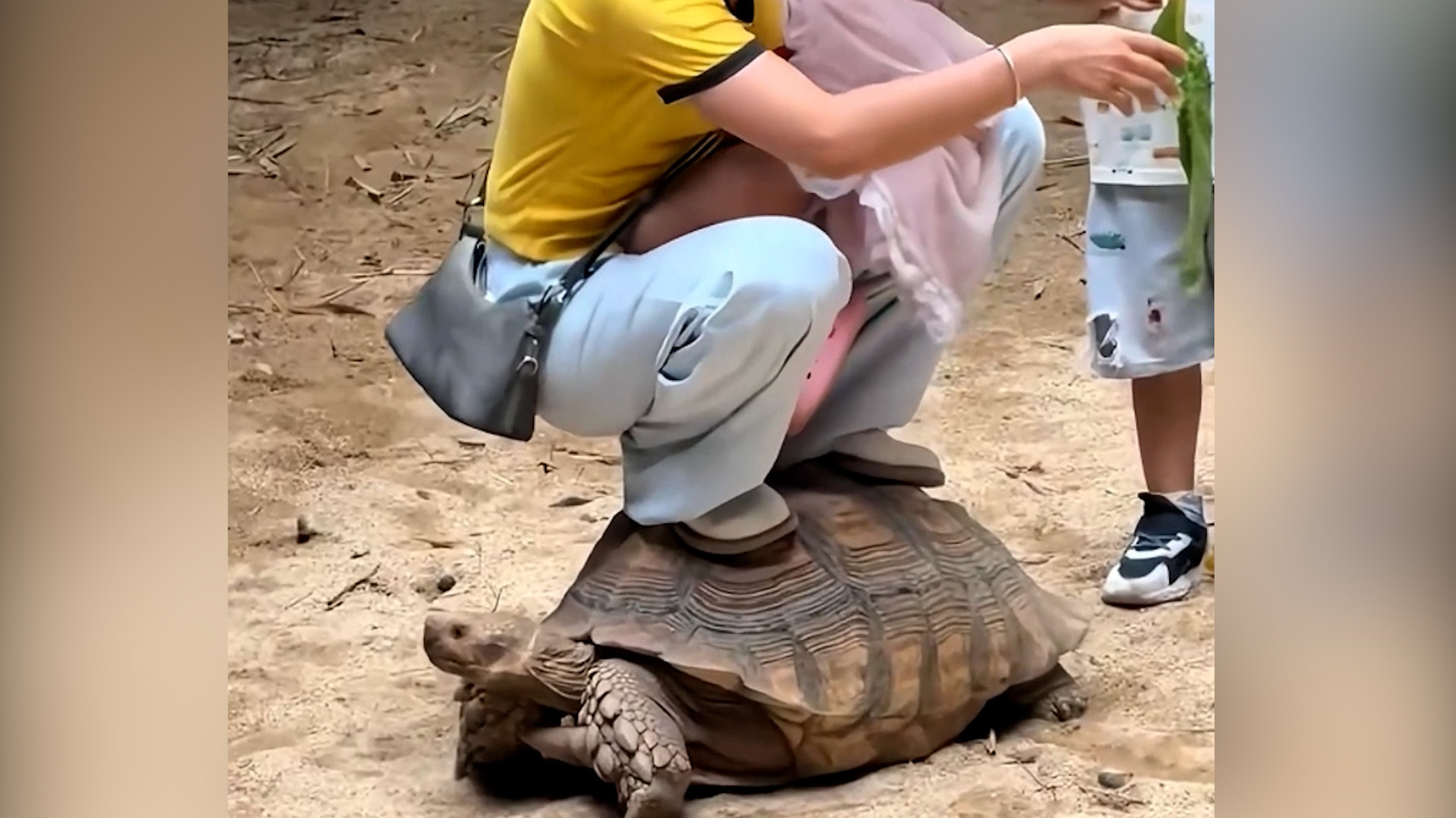 Parents squats on tortoise