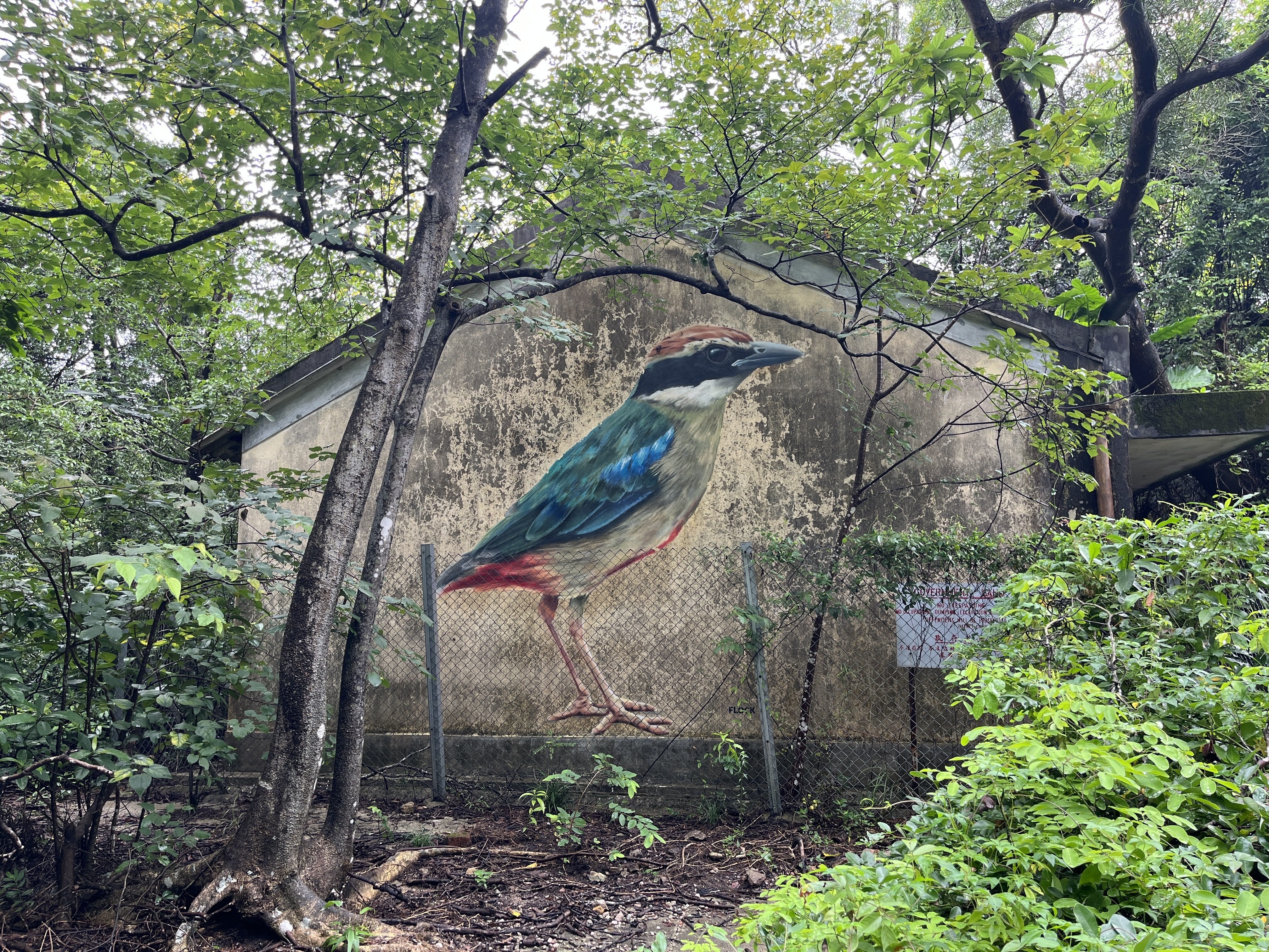 Thanks to Hong Kong’s position along the East Asian-Australasian Flyway, migratory birds are often passing through the city. Photo: Kelly Fung