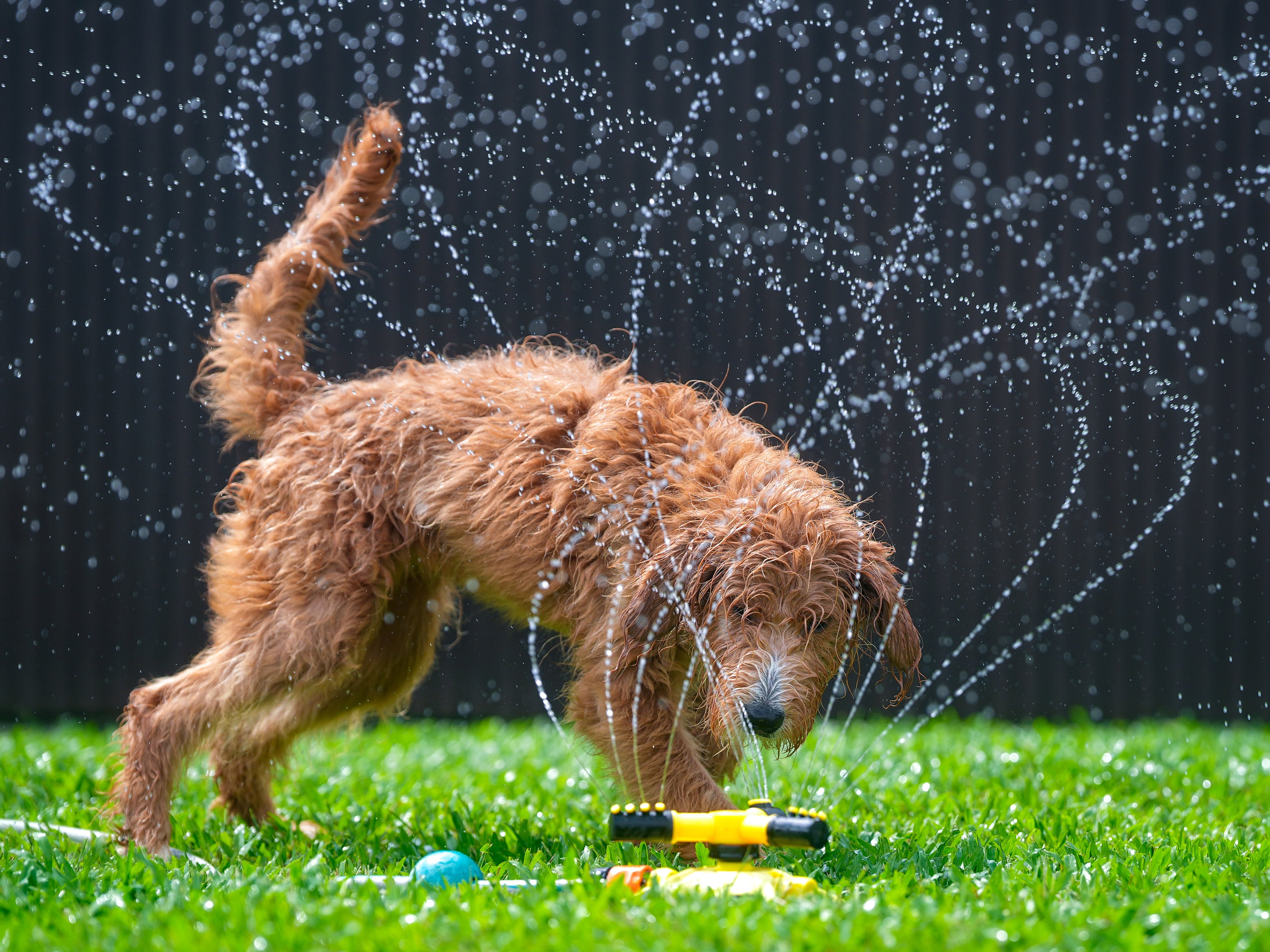 Golden Doodle “NaNa” plays with water at the lawn of training centre “Dogather” in Yuen Long. 02SEP26 SCMP / Elson Li