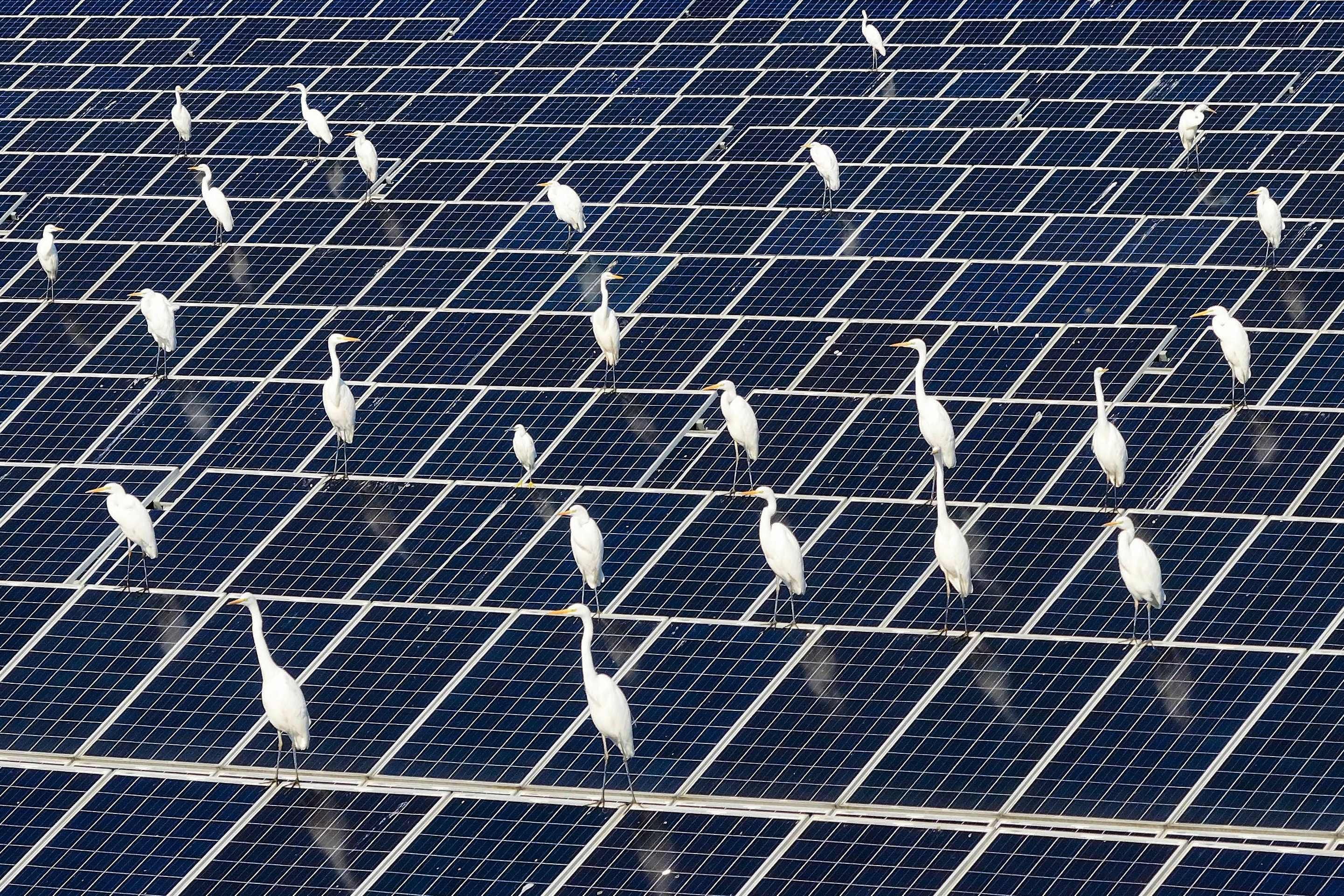 Egrets rest amongst solar panels at a “fishing and light complementary solar photovoltaic base” in Jiangsu province, China. Photo: AFP