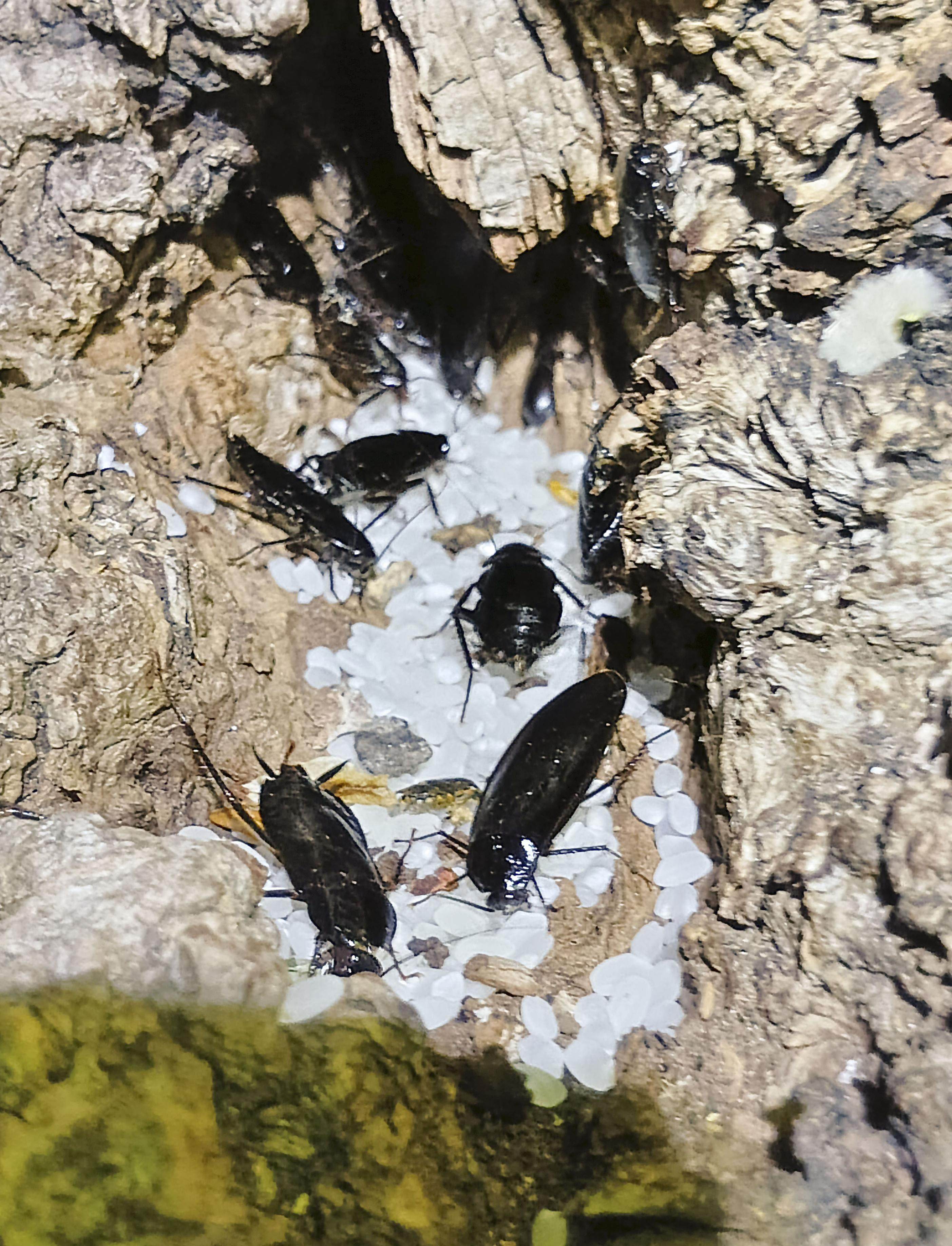Japanese cockroaches swarm on rice in Sapporo, Hokkaido, in June. Photo: Kyodo
