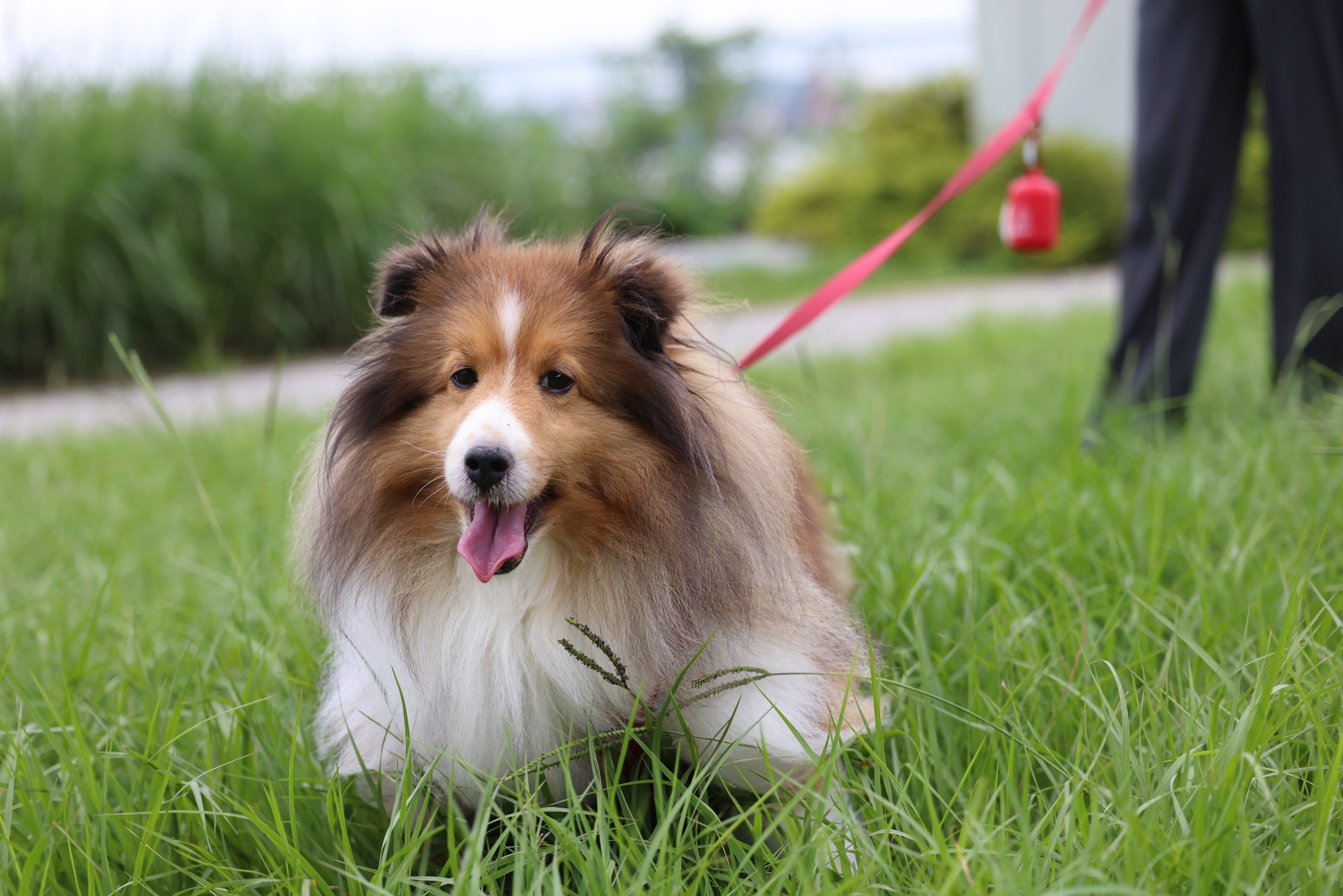 Mark Mak’s six-year-old dog, Mori. Photo: Silvia Siu