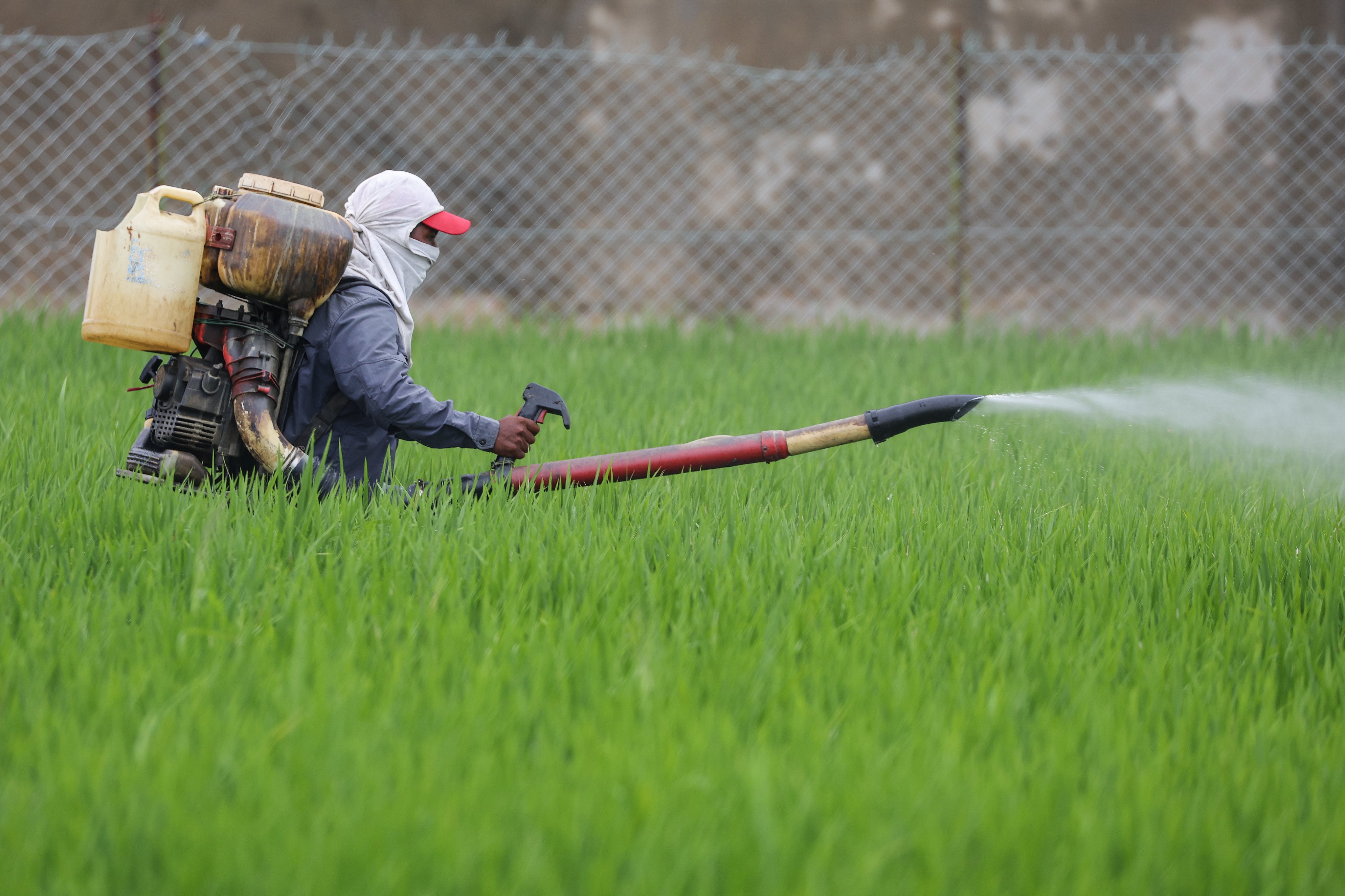 A farm worker sprays fertiliser on a paddy field in Selangor’s Sabak Bernam district, Malaysia, on April 1. Photo: EPA