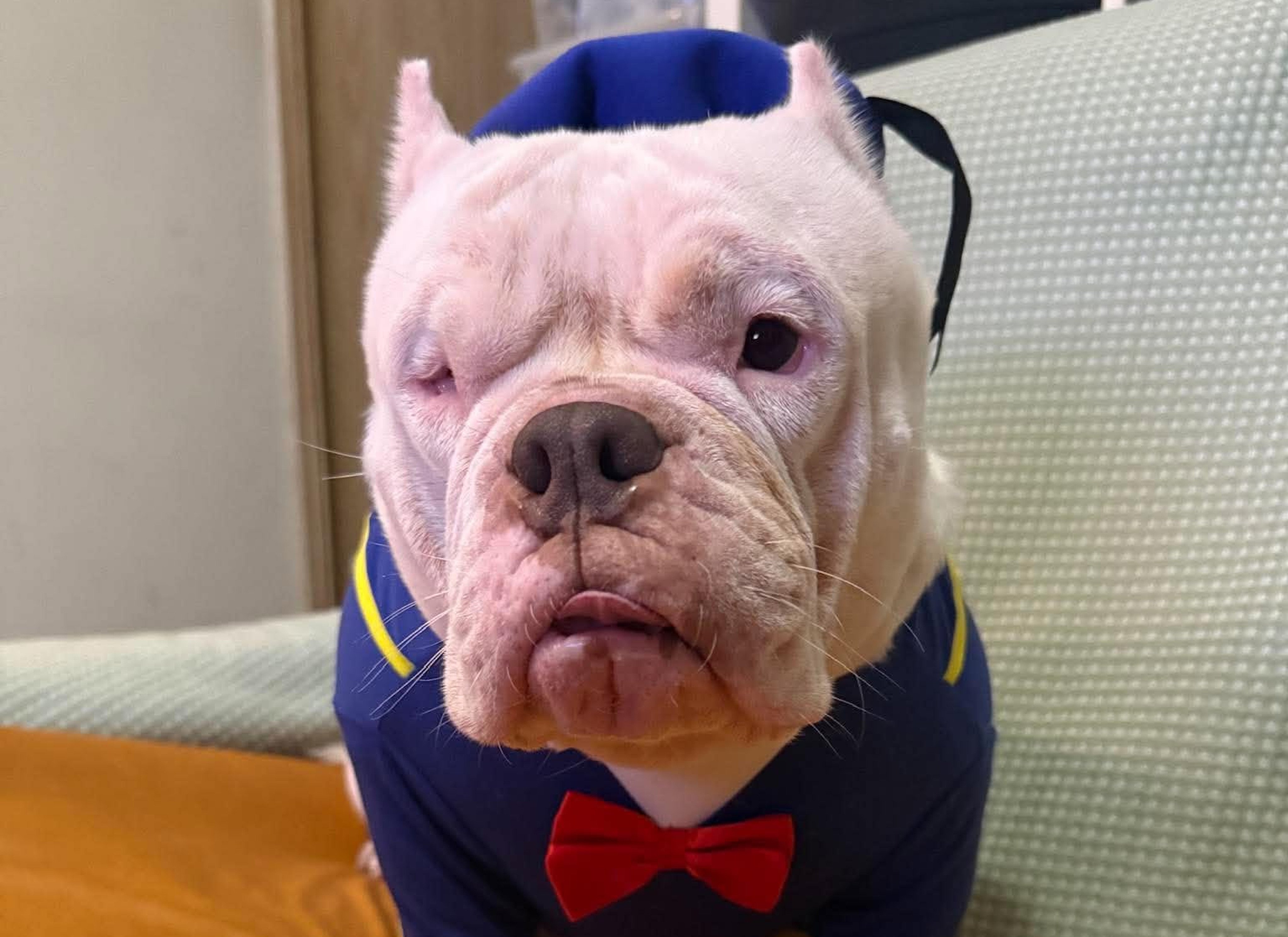 Monchiu died under anesthesia at a vet’s clinic, according to the dog’s owners. Photo: Handout
