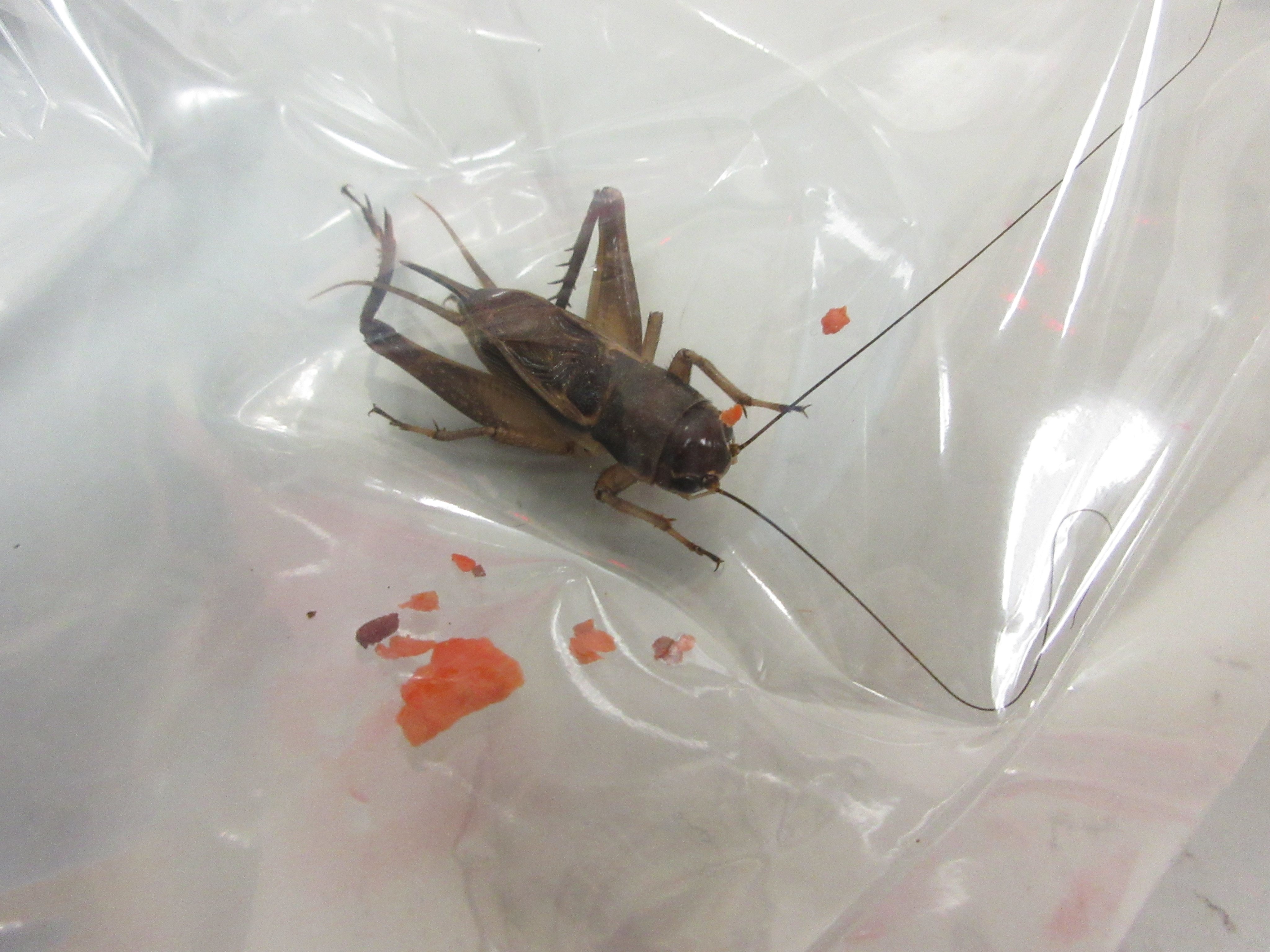 Customs seized 200 live crickets from the luggage of a 71-year-old local man. Photo: Handout