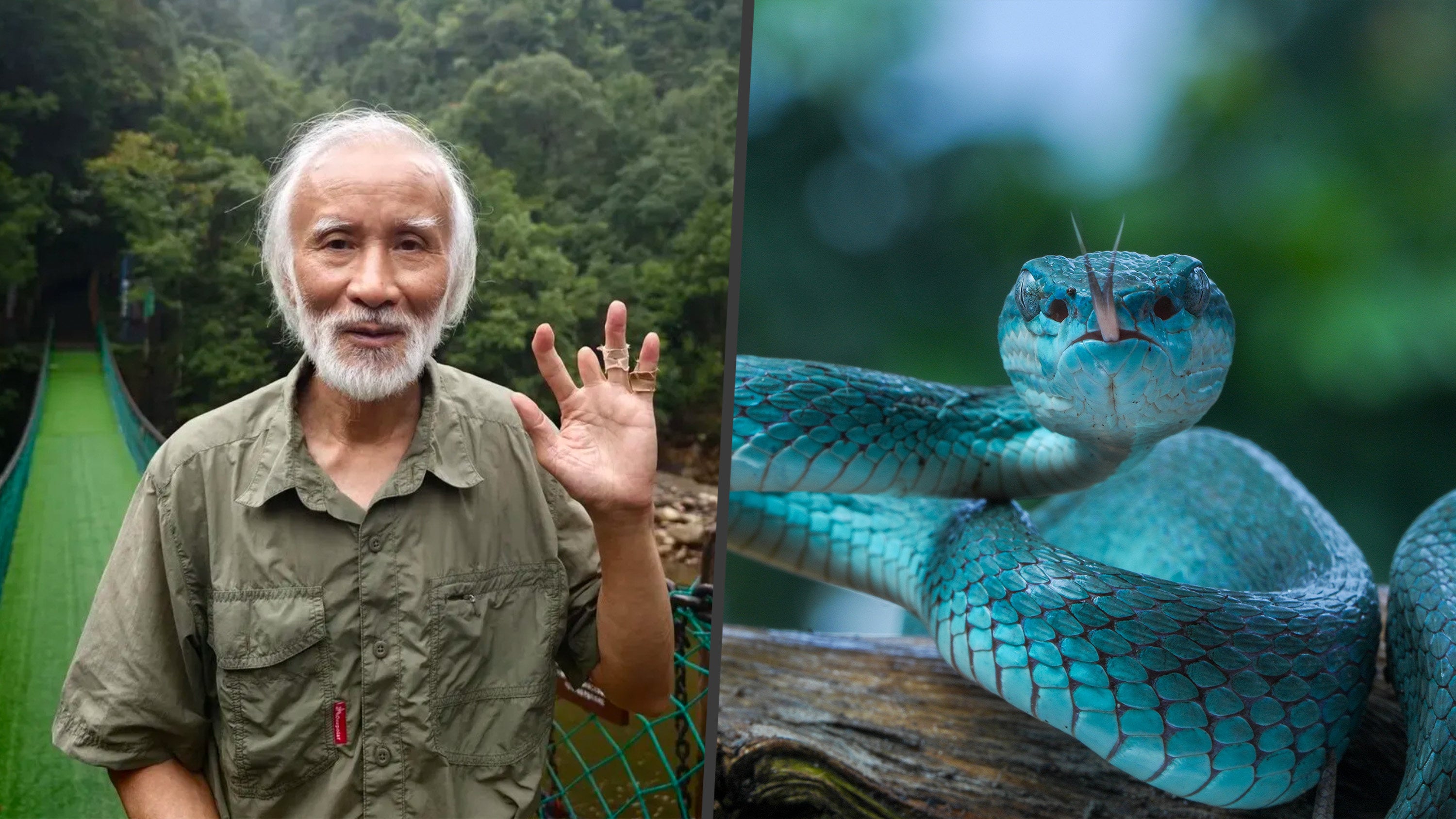 Widely known as the “Snake Doctor,” 77-year-old Chen Yuanhui has dedicated his life to snakes, even losing a finger after surviving nine lethal Mangshan pit viper bites. Photo: SCMP composite/Shutterstock/QQ.com