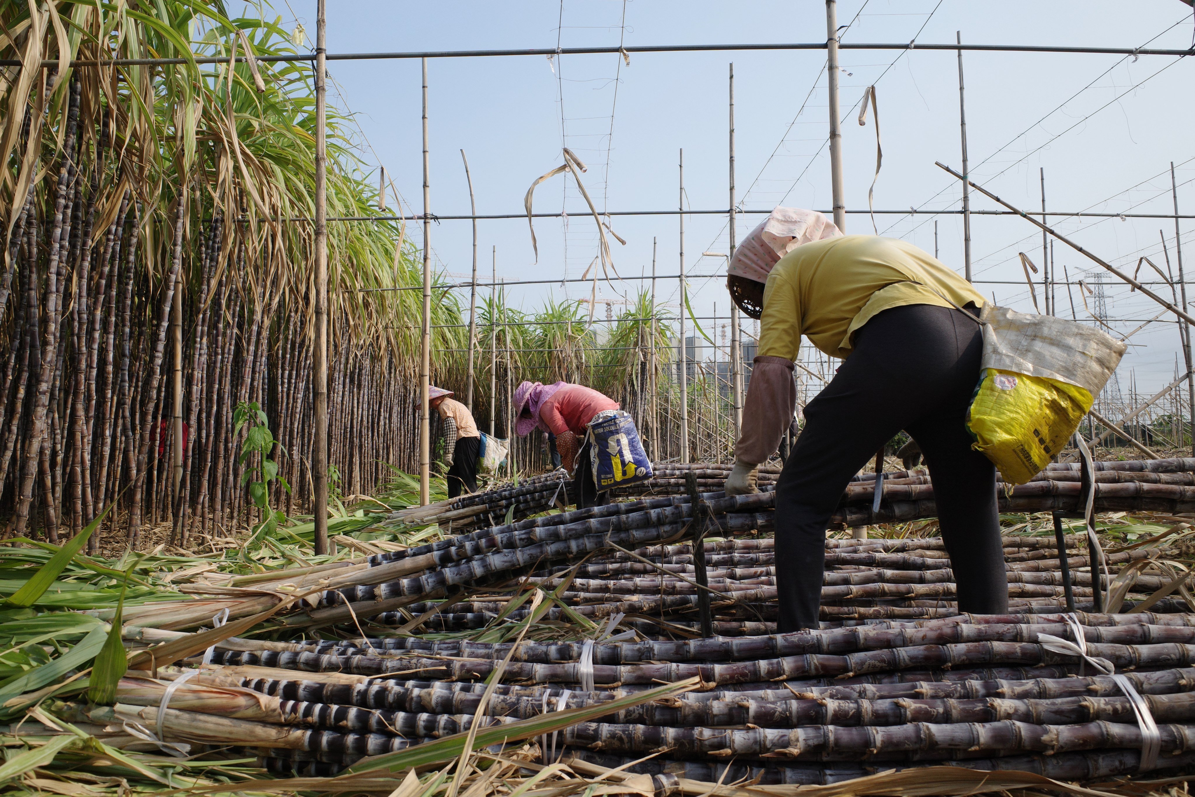 Farmers harvest sugarcane on March 18 in Guangzhou, China’s Guangdong province. Photo: Getty Images