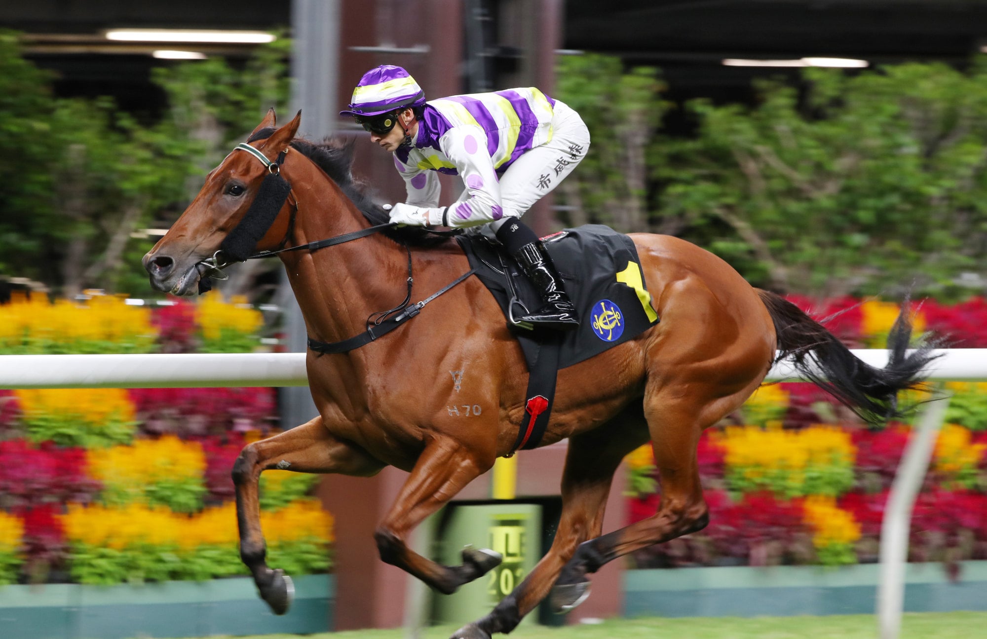 Samarkand, ridden by Lyle Hewitson, scores at Happy Valley.
