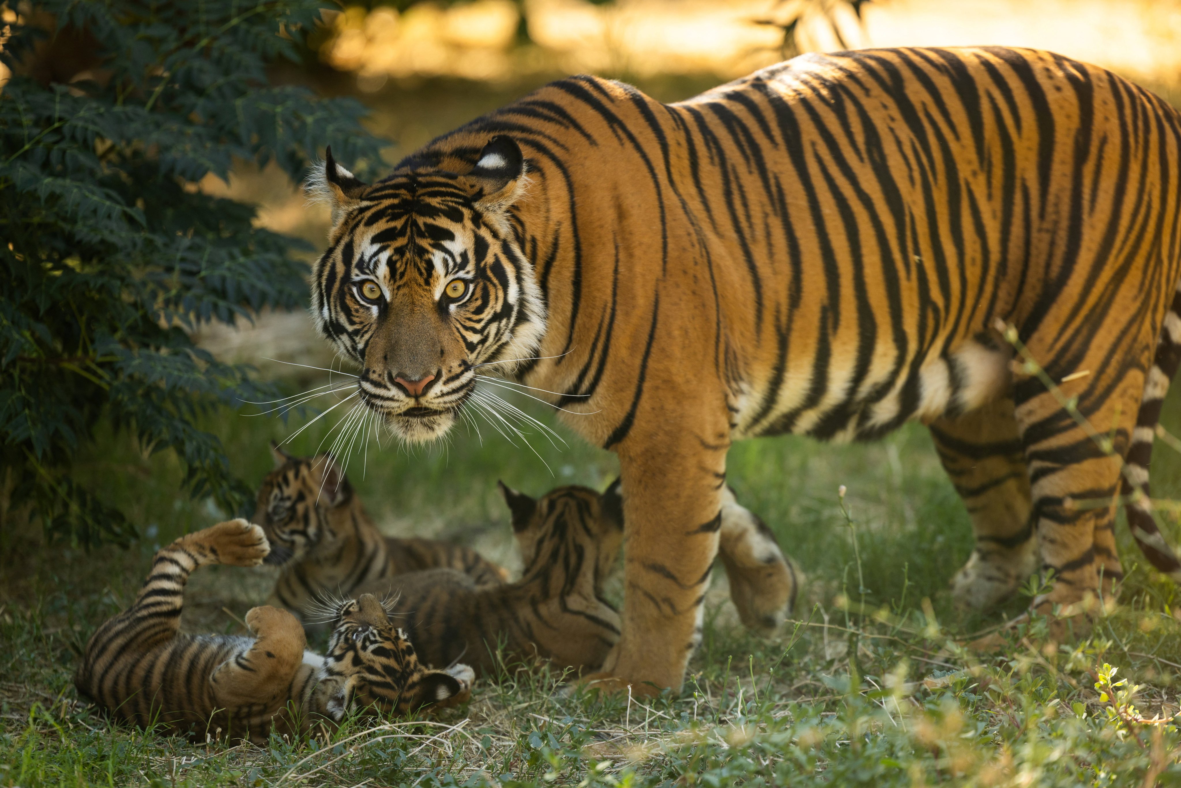 Toba, the mother of the three newborn Sumatran tiger cubs, stands near her three cubs as they play in their enclosure at Attica Zoological Park in Spata, near Athens, Greece, on Tuesday. Photo: AP