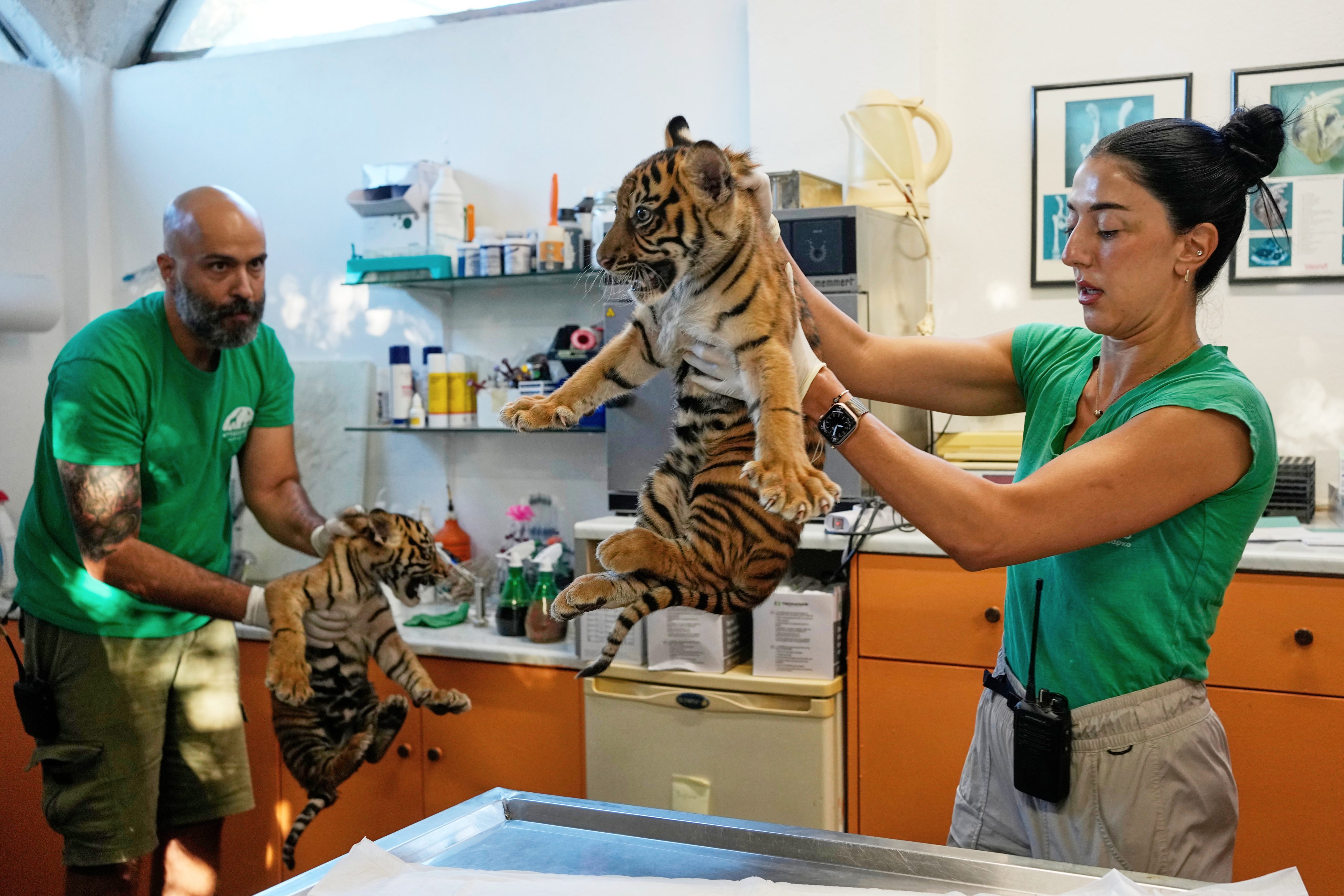 Two male two-month-old Sumatran tiger cubs receive their first vaccination and are microchipped at Attica Zoological Park near Athens, Greece, on Tuesday. Photo: AP