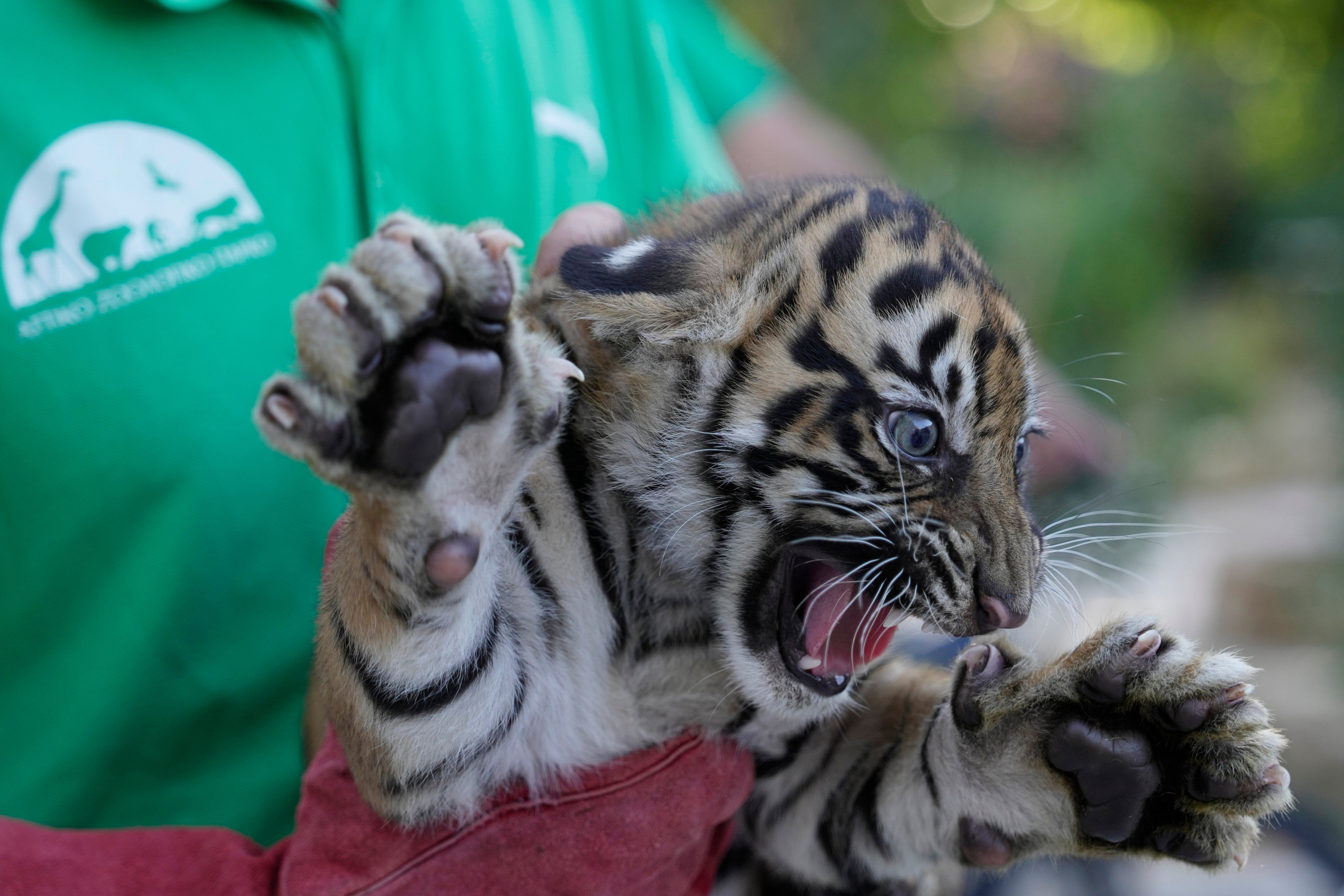 A two-month-old female Sumatran tiger cub growls after its first vaccination and microchipping at Attica Zoological Park near Athens, Greece, on Tuesday. Photo: AP