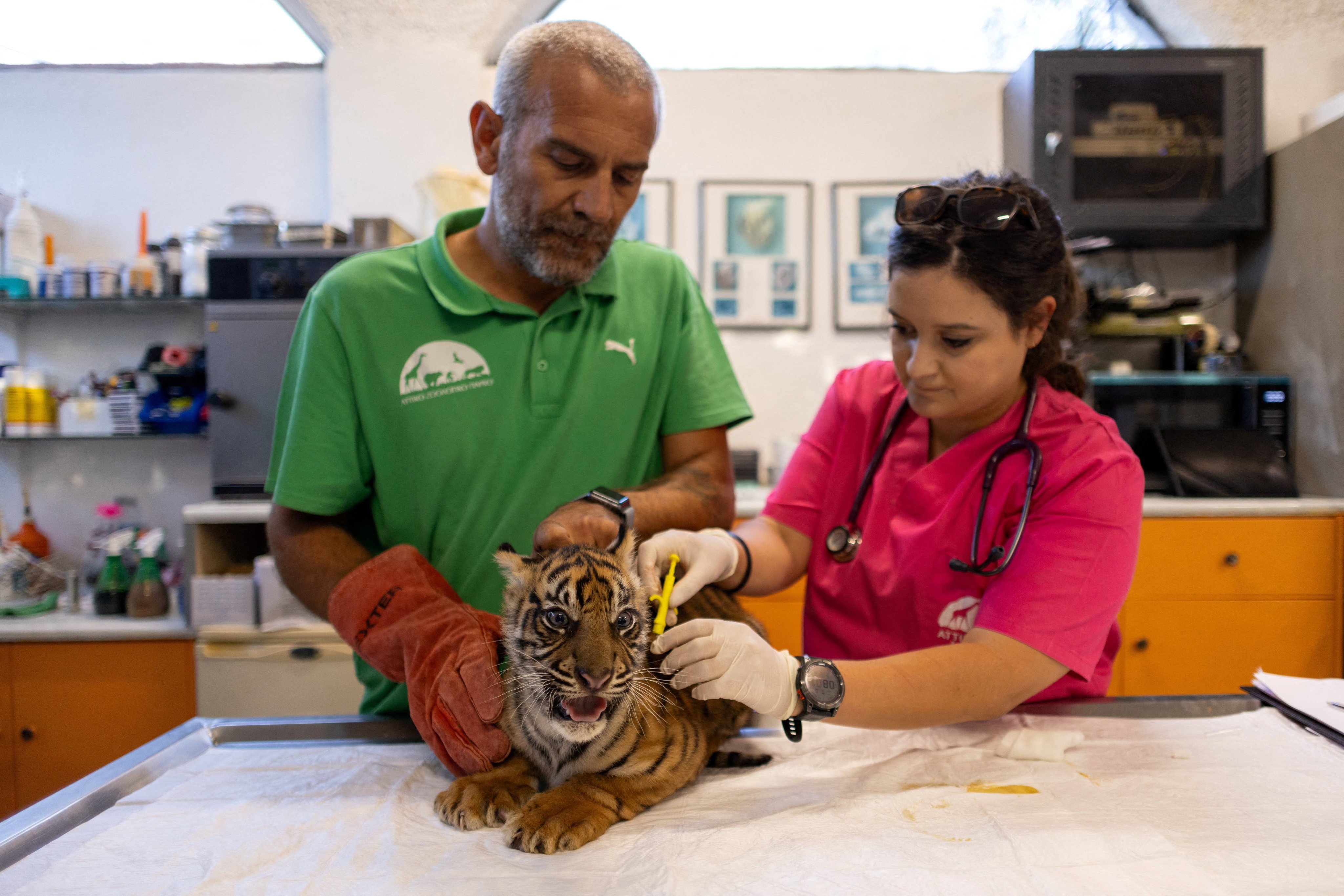 Veterinarian Arsinoi Psaroudaki (right) implants a microchip in a Sumatran tiger cub as Antonis Balas, a mammal curator, assists at Attica Zoological Park in Spata, Greece, on Tuesday. Photo: Reuters
