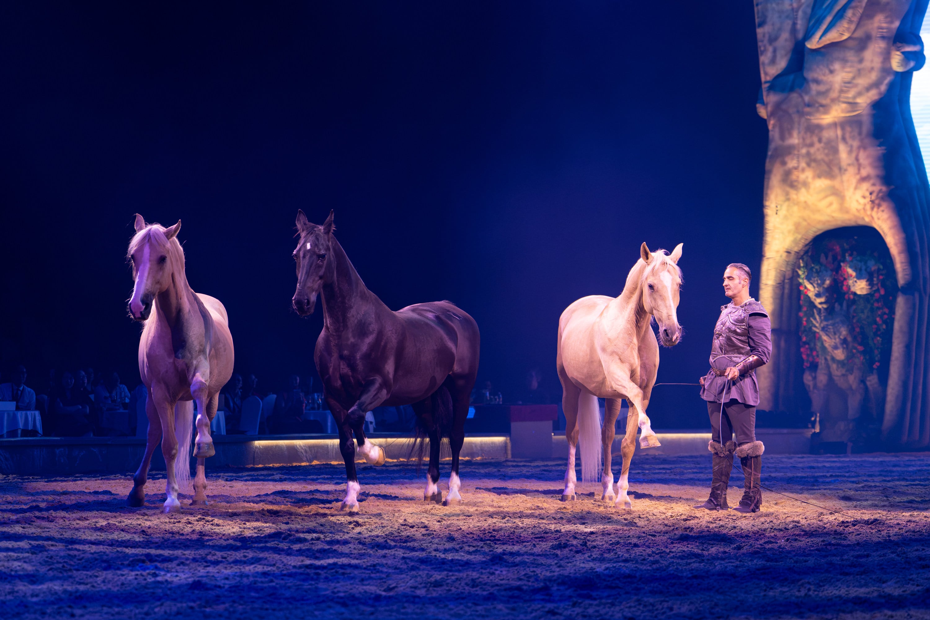 Some of the horses at Cavalluna. Photo: Cavalluna