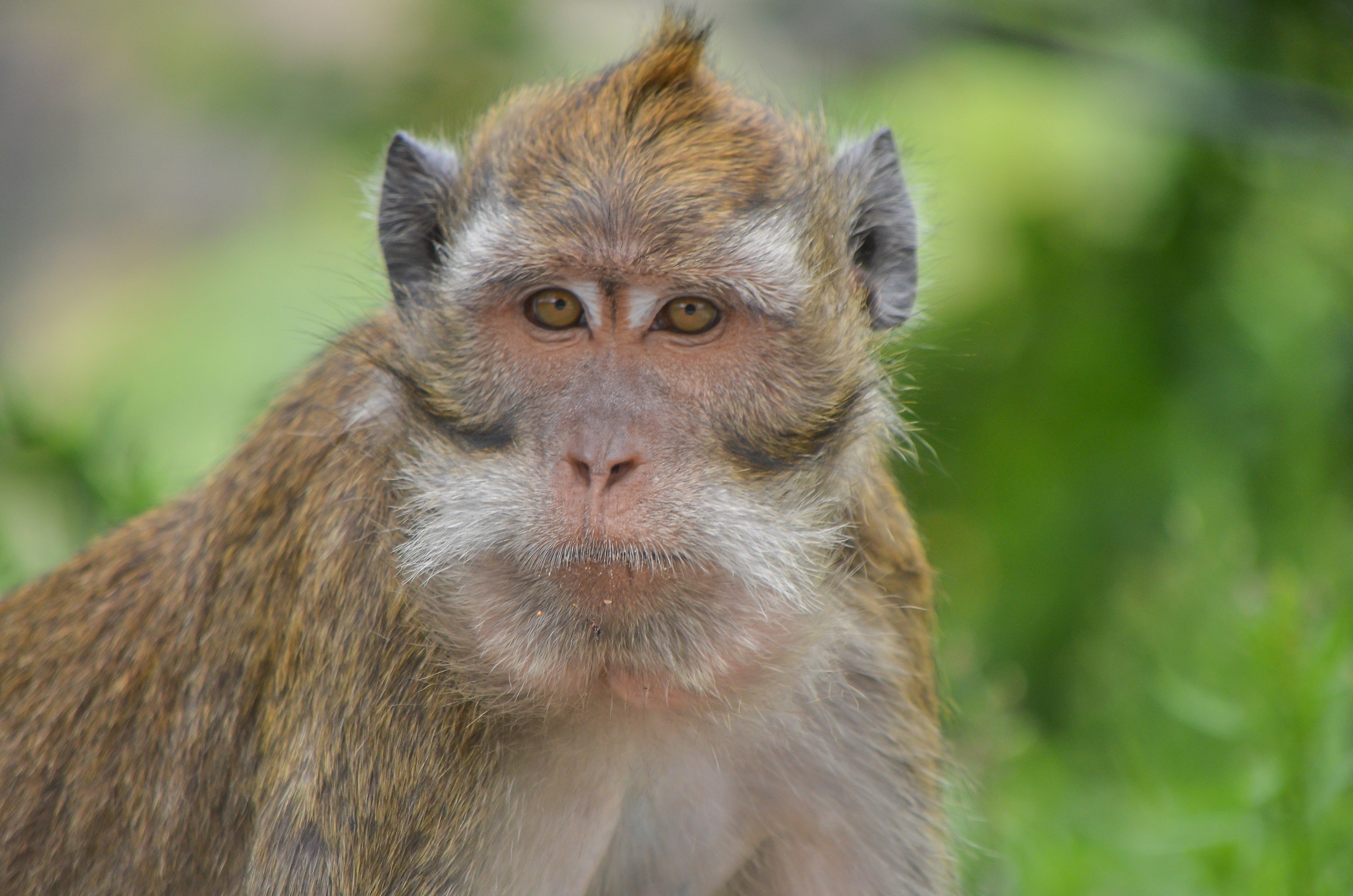 The expansion of China’s biotechnology industry is driving up demand for primates. Photo: Shutterstock
