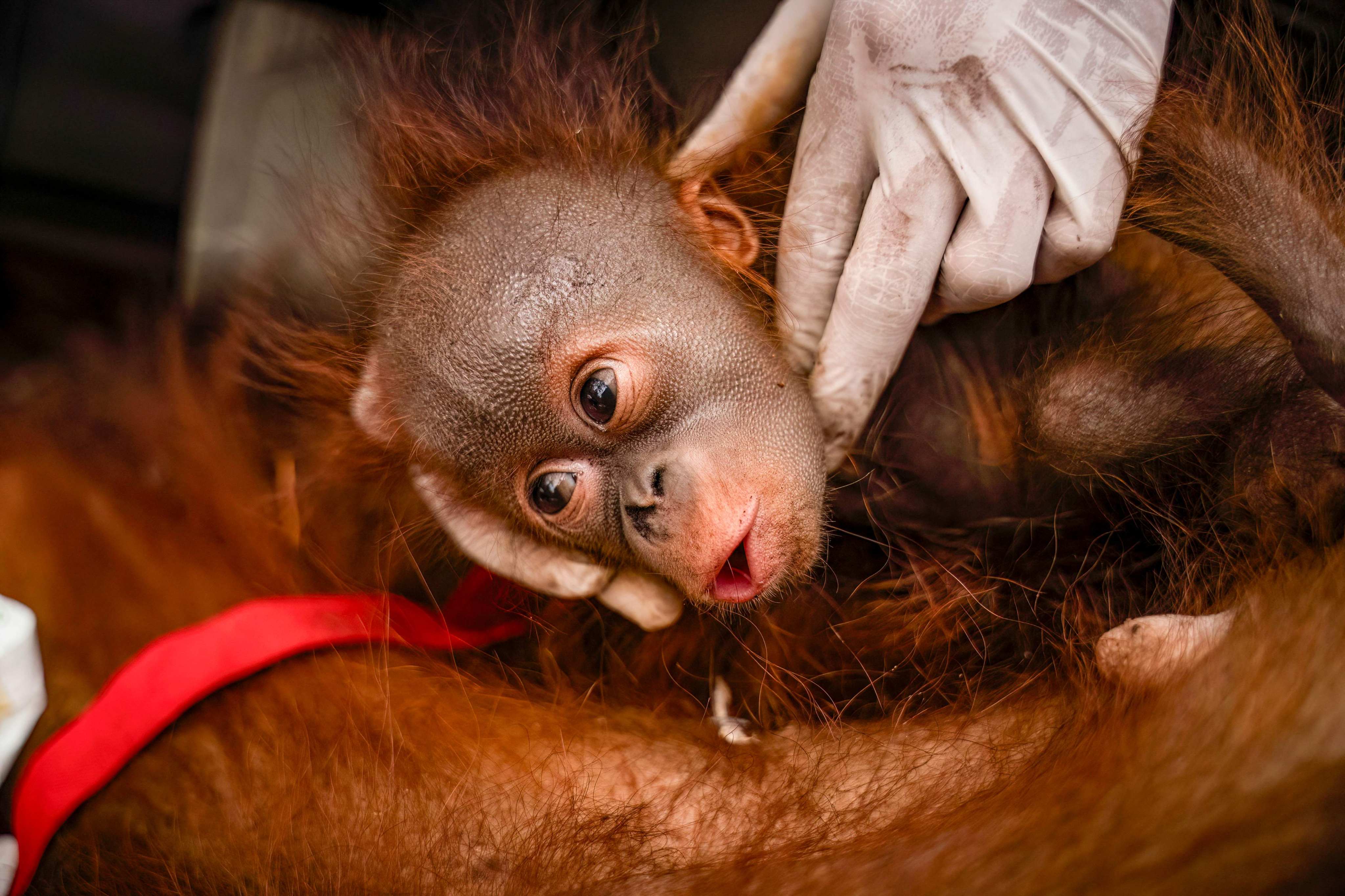 A young orangutan during a rescue operation for the primates caught up in wildfires in Pemangkat village in Indonesia’s West Kalimantan province on Tuesday. Photo: YIARI / AFP