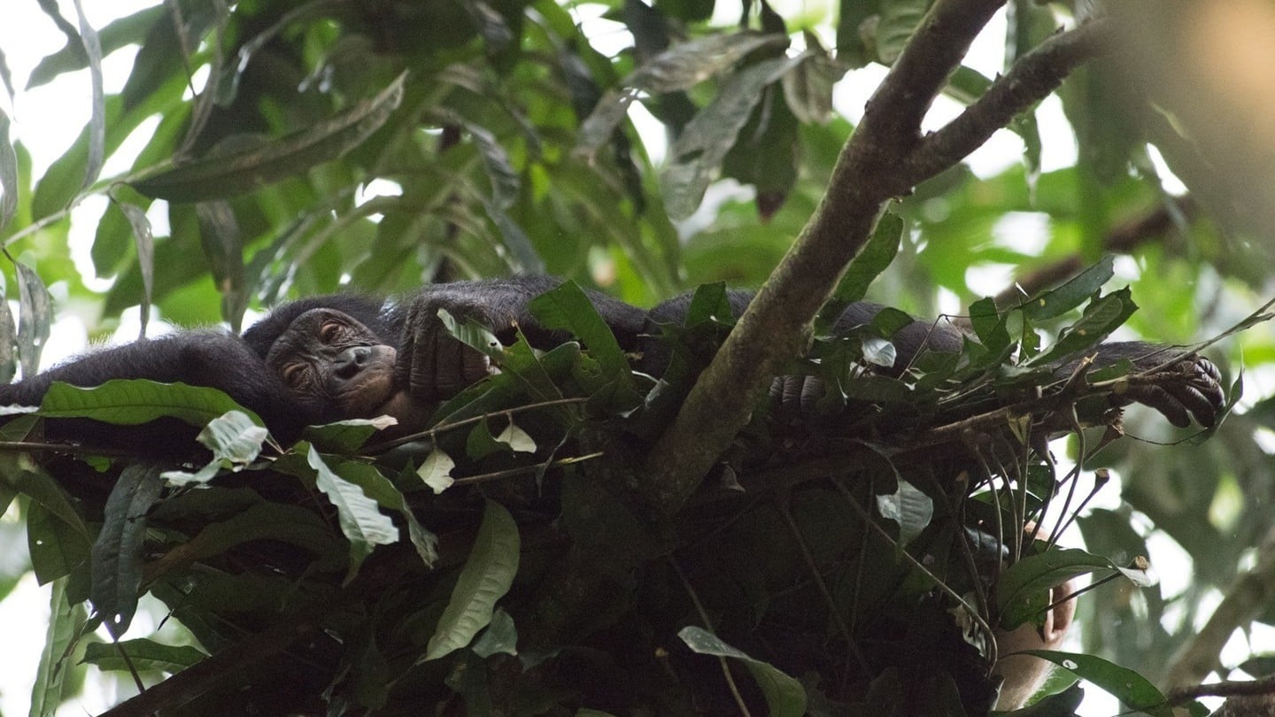 A bonobo asleep in its nest. Humans have evolved to need less sleep than tree-sleeping primates, according to sleep expert and evolutionary anthropologist David R Samson
Photo: Instagram/bonobodotorg/