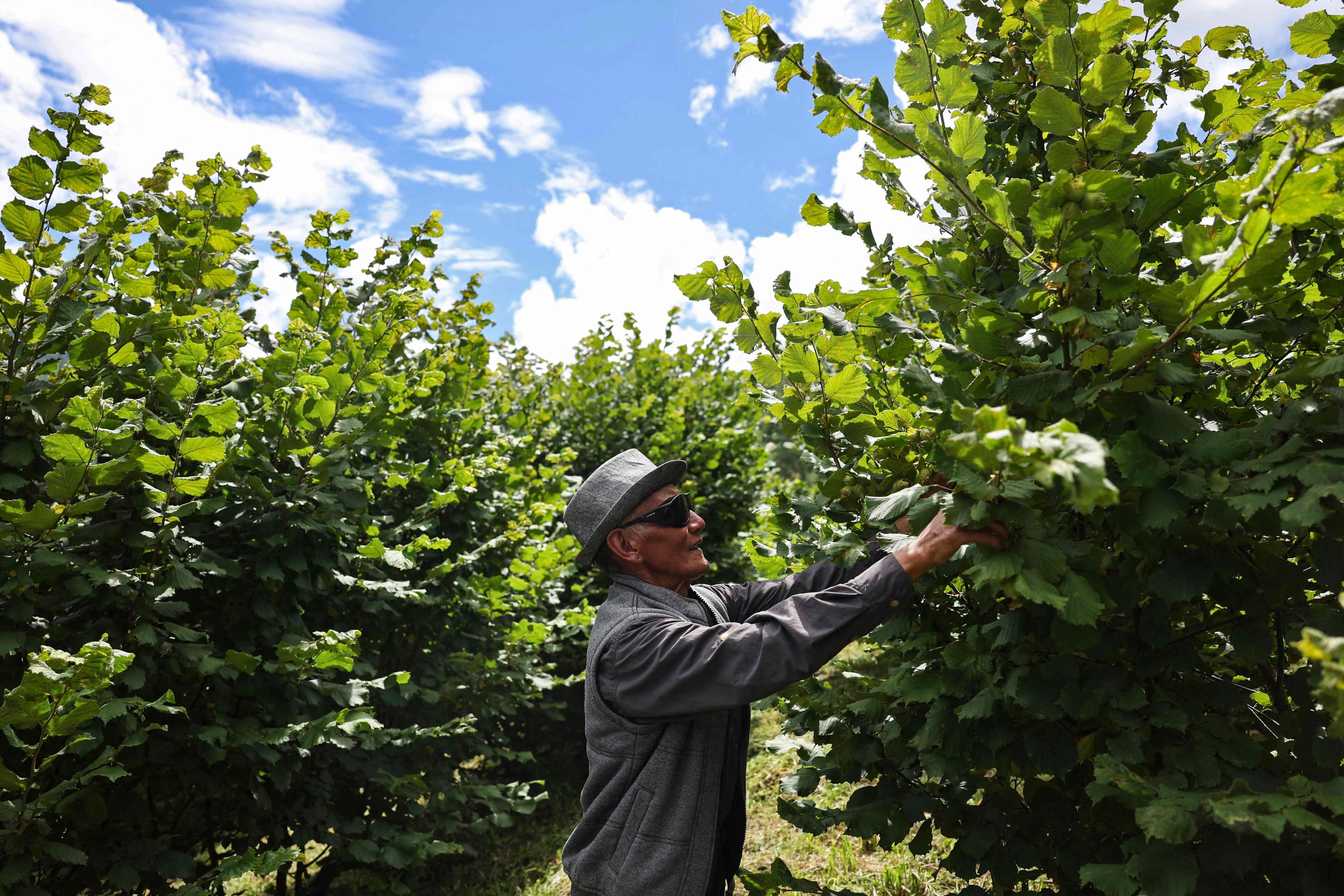 Dawa Dhendup harvests ripe hazelnuts at his farm in Bhutan’s Thimphu region. Photo: AFP