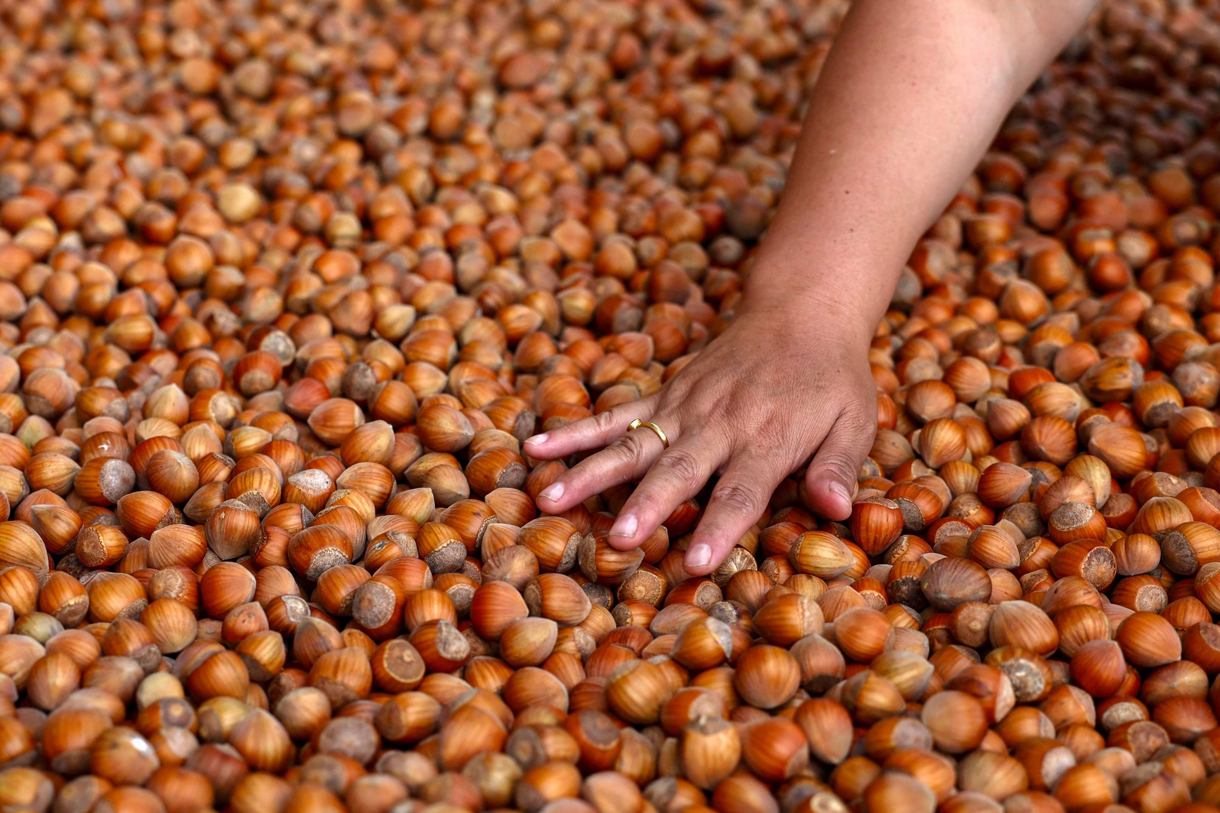 A farmer in Thimphu, Bhutan sorts harvested hazelnuts. Photo: AFP