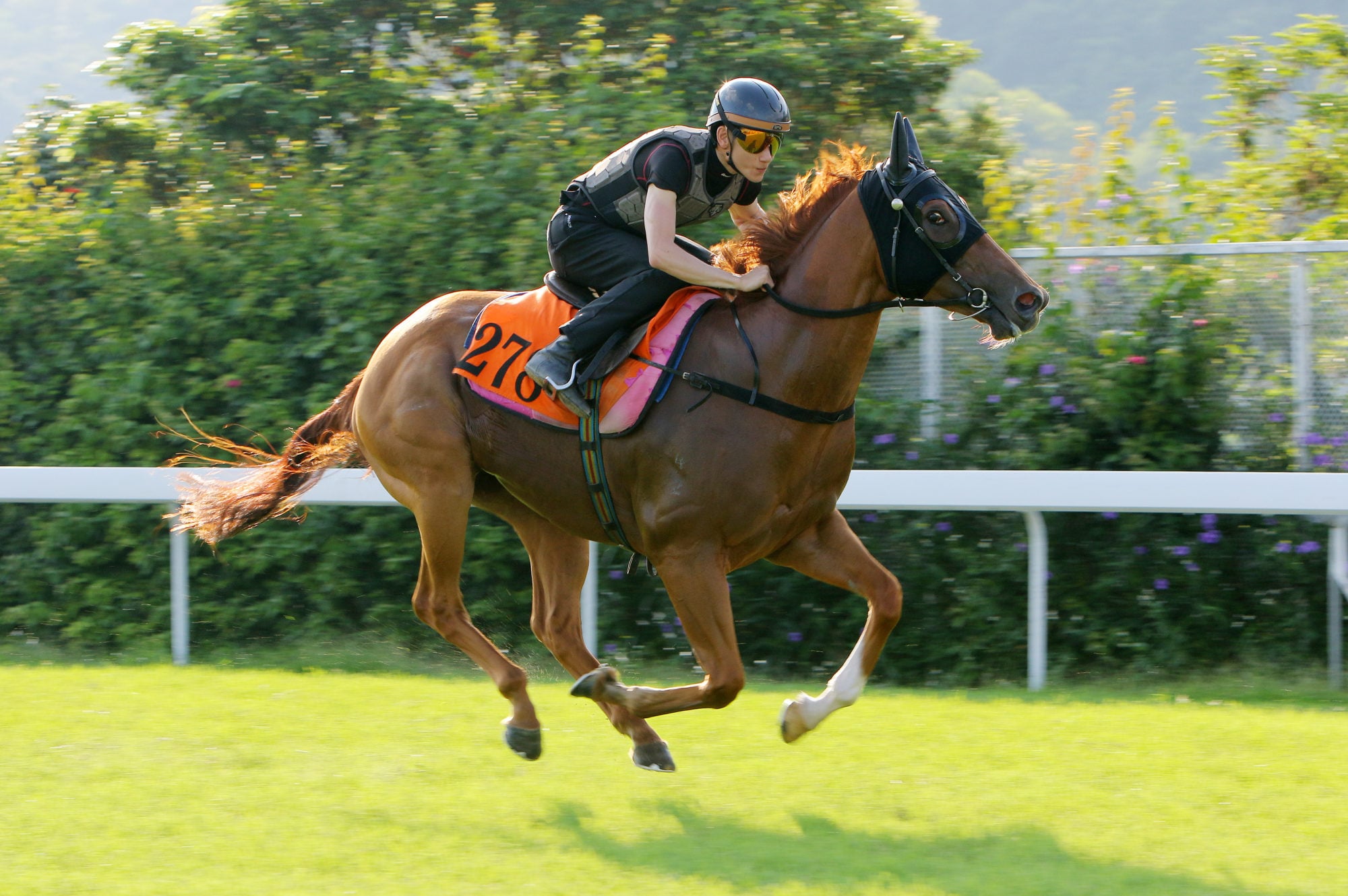 Spirited Steed gallops at Sha Tin earlier this year. Spirited Steed gallops at Sha Tin earlier this year.