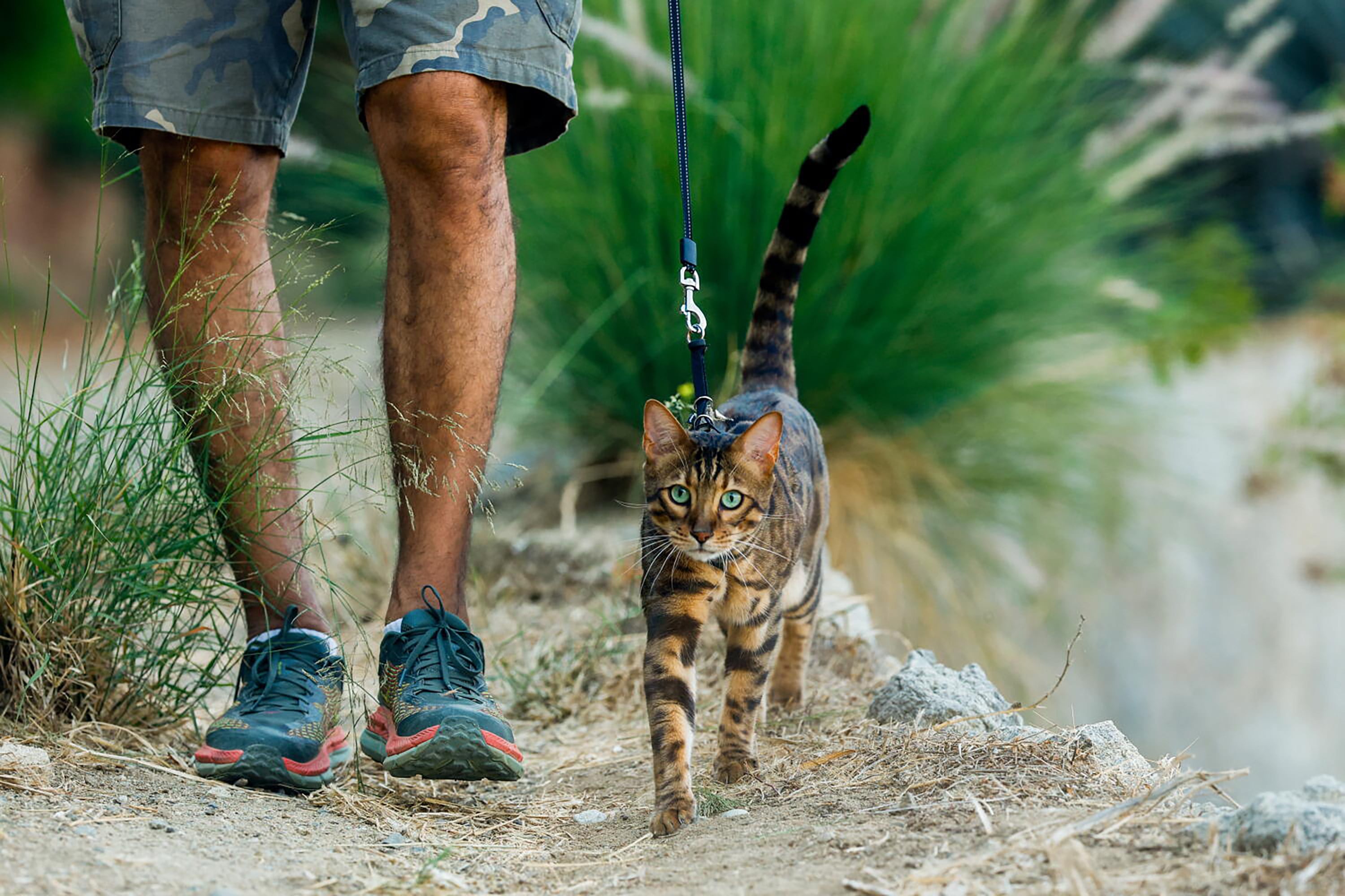 David Atrakchi walks his Bengal cat, Taita, near Hollywood Reservoir in Los Angeles, California. Photo: TNS