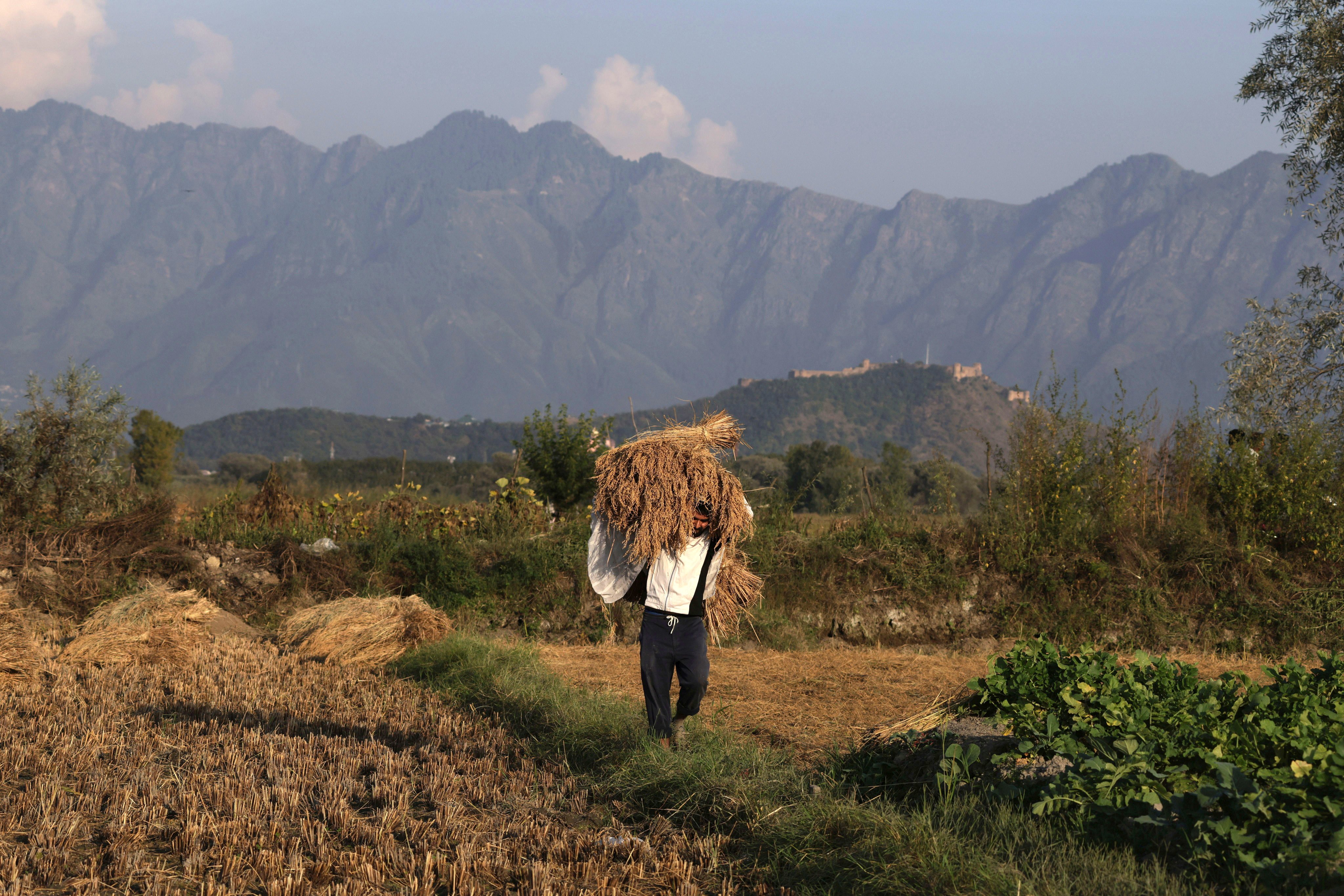 A Kashmiri farmer works in a paddy field during the harvest season on the outskirts of Srinagar, Indian Kashmir, on Friday. Photo: EPA