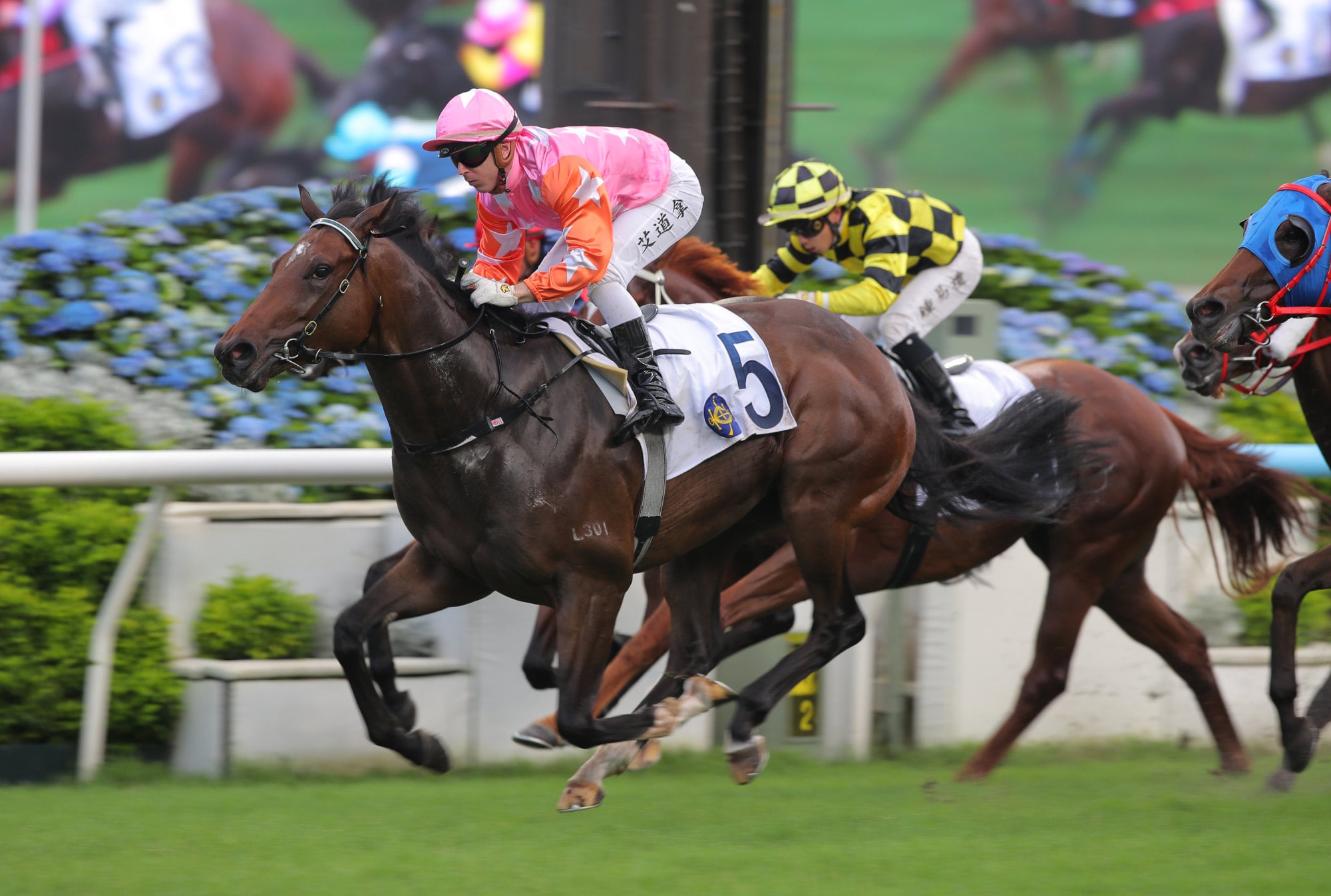 My Mars wins at Sha Tin in May. My Mars wins at Sha Tin in May.